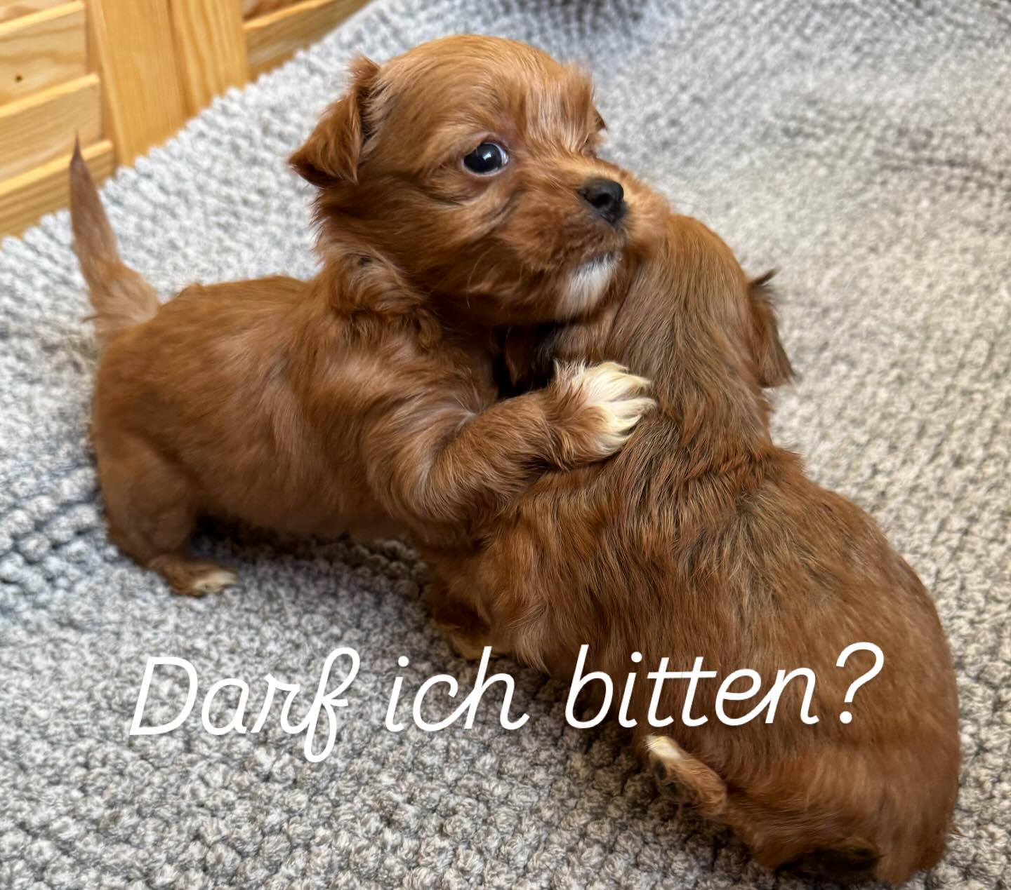 Ein Tänzchen in Ehren…##havaneselover #havanna #puppies #puppie #puppygram #puppielove #puppylife‘*. #welpenliebe #welpe #therapiehund #breeder #breeders
#breederlife #zucht
#niedersachsen#hannover#sehnde#züchterstolz
#stolzemami #zuchtmitherzundleidenschaft
#for#you#page#foryoupage#puppiesofinstagram#