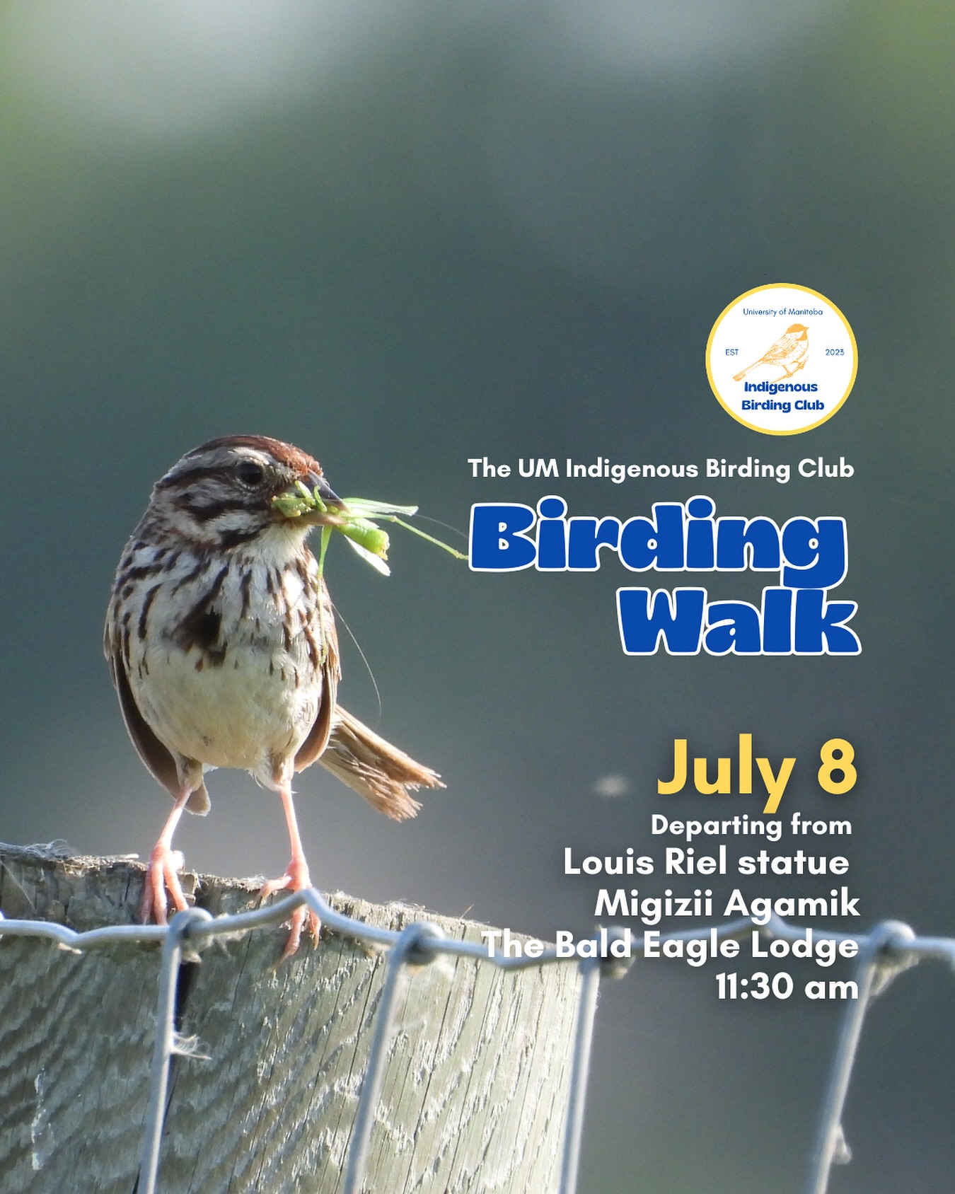On July 8, join us for a relaxed, 1.5-hour birding walk that begins at Migizii Agamik – The Bald Eagle Lodge. We’ll gather at 11:20 am by the Louis Riel statue, with the walk starting promptly at 11:30 am. The walk will take us to King’s Park, or another nearby location, at a leisurely pace, allowing us to enjoy the sights along a mix of pavement, grass, dirt, and gravel paths. The terrain is mostly flat, with just a few gentle slopes.
These walks are open to BIPOC (Black, Indigenous, and People of Colour) folks and allies who share our belief that birding is for everyone, regardless of experience. Whether you’re new to birding or a seasoned enthusiast, we welcome you to join. Just dress for the weather and be sure to bring sunscreen and water. If you don’t have your own binoculars, we have some available to borrow.
Our walks are an opportunity to connect with nature, build community, and learn from one another in a relaxed and supportive environment. Feel free to participate at your own pace — there’s no need to stay with the group the entire time, and you’re welcome to come and go as you please.
Accessibility Information:
The walk covers a variety of paths, including pavement, grass, dirt, and gravel, with mostly flat terrain and a few gentle slopes.
Washrooms are available approximately halfway along the walk.
If you need assistance or have specific accessibility requirements, please let us know in advance so we can do our best to accommodate you.
Parking:
Please note there is NO free parking on campus M-F from 8:30 AM to 4:30 PM. Parking is available for a fee in the Parkade and at metered spaces for a fee.
We look forward to seeing you there!
Photo: @justinleerasmussen
@umindigenous @umanitoba @umstudent @umisacouncil @um_metis @musaumanitoba