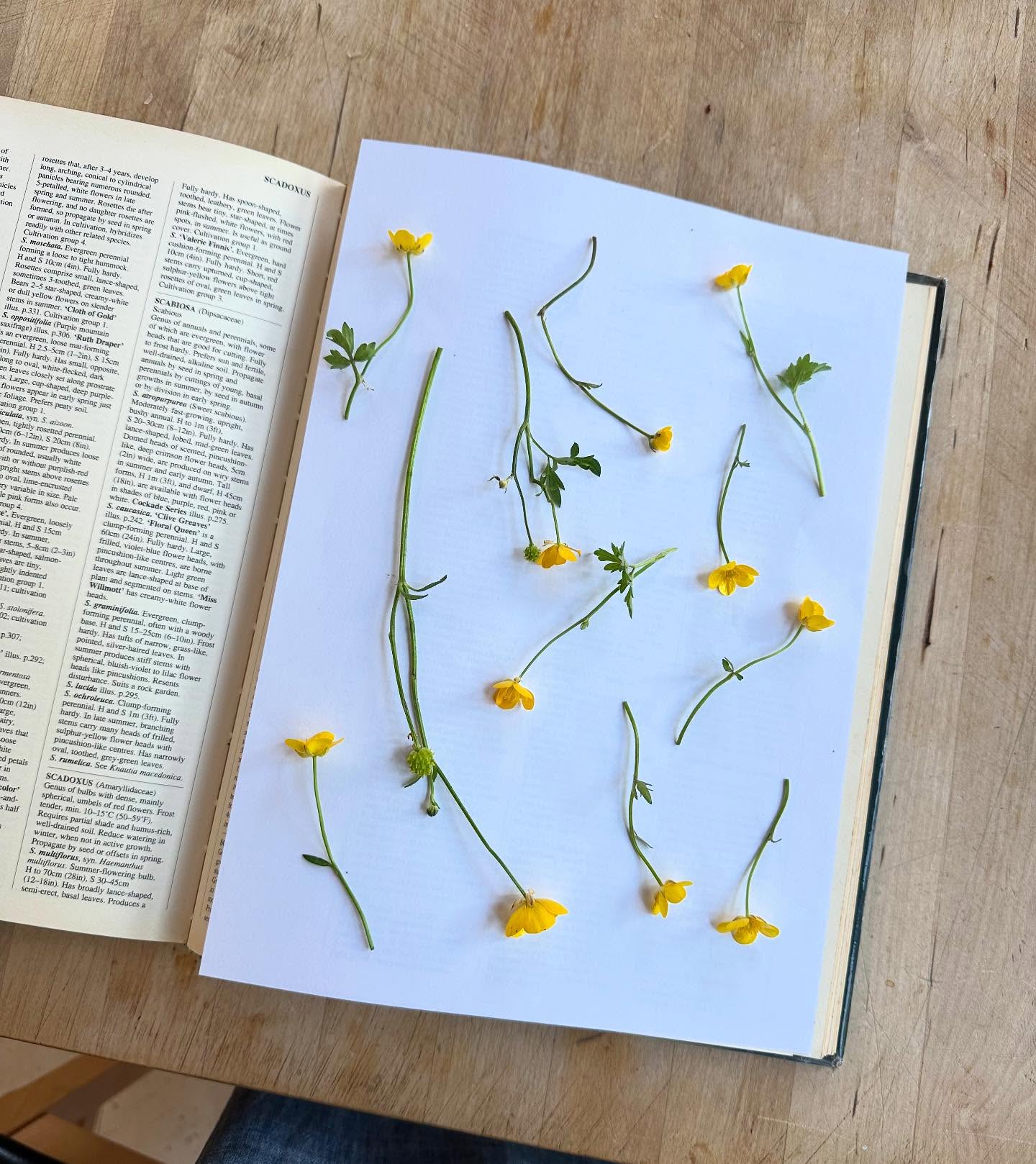 The flower presses are full so I’m doing things the old fashioned way with a big heavy book!
These beautiful buttercups will eventually end up in our real flower serving trays 😍🙂
#servingtray #buttercups #flowerpress #flowerpressing #pressedflowers