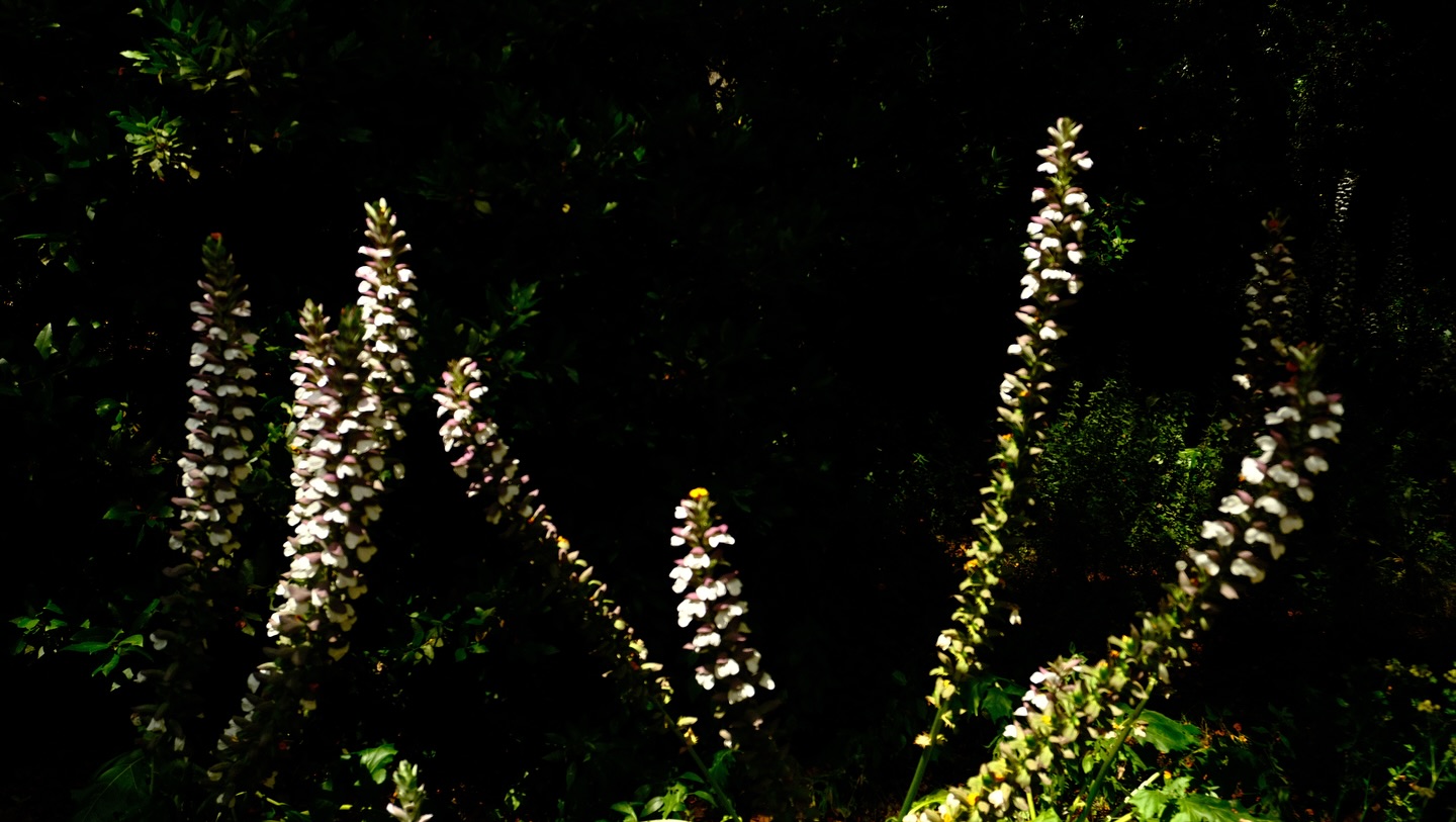 Una exploración de todas las flores que ha traído la primavera (ya casi verano) a Barcelona.
#fotografia #photography #flowers