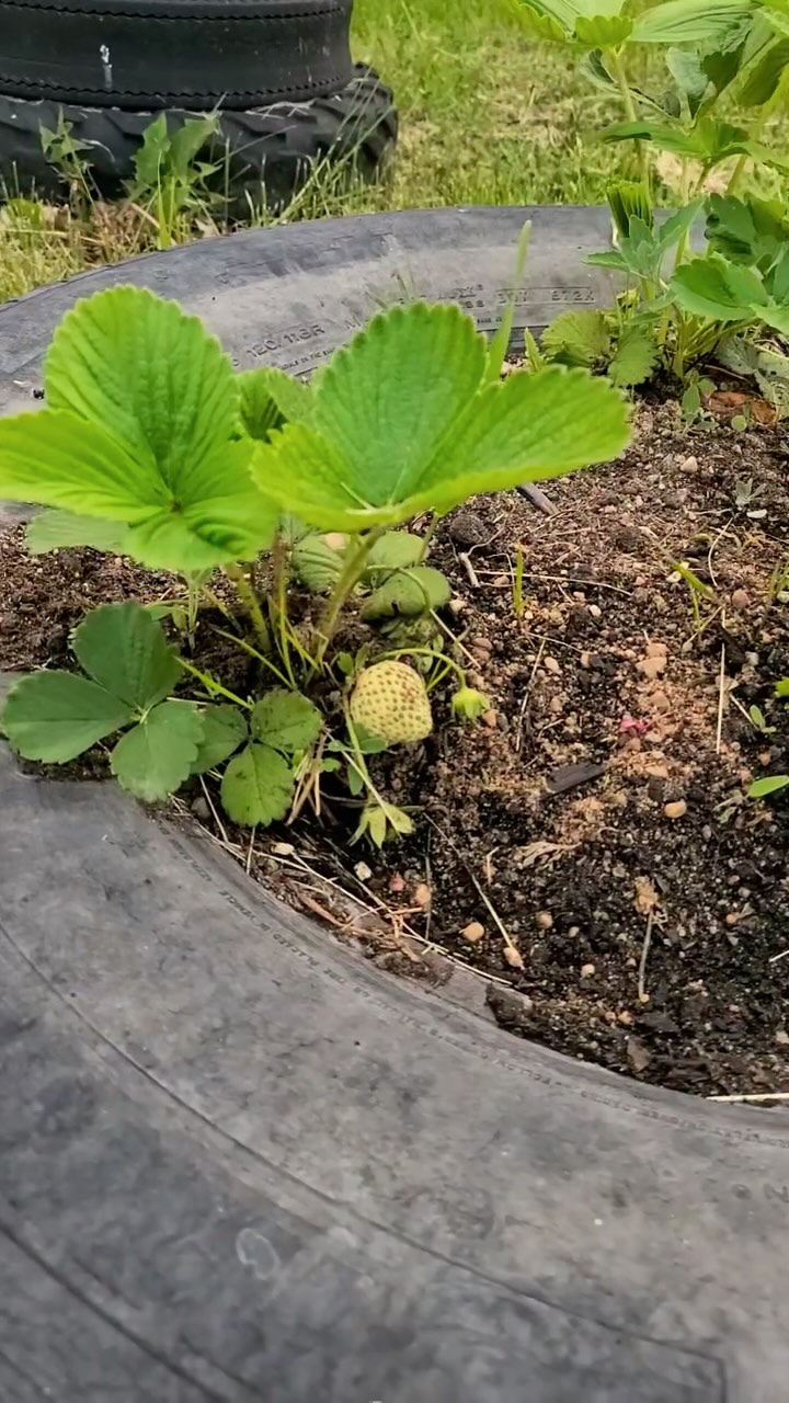 Prepper garden tour 2025! #preparedness #landbased #outdooreducation #jordansprinciple #canada