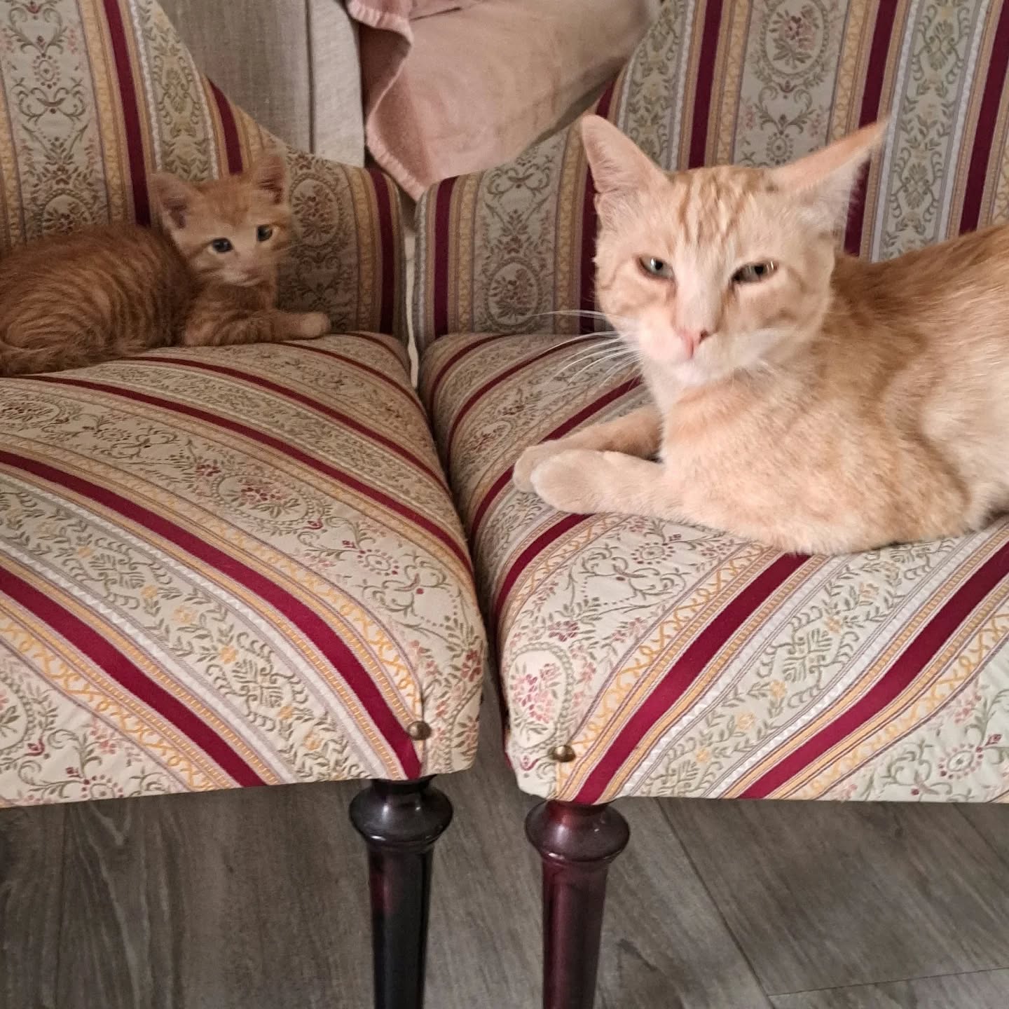 Ozzy and Eric , father and son.
#kittensofinstagram
#kittens
#italiancats