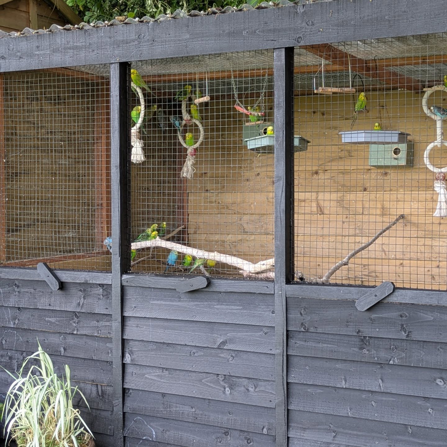 As usual we have been busy this time revamping the aviary , we have fitted boards to the bottom, made frames and given the building a fresh coat of paint .
All the wood was what we already had so it only cost us a tin of paint and clear plastic for the frames.
The top frames are removable for when the weather is good , but totally see through so the budgies can see out in bad weather .
We are really pleased with how it looks now onto the next project!!