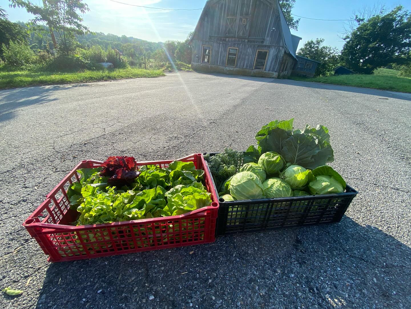 Fresh produce donated to @kennettareacommunityservice this morning 🥬 🫛 🥦