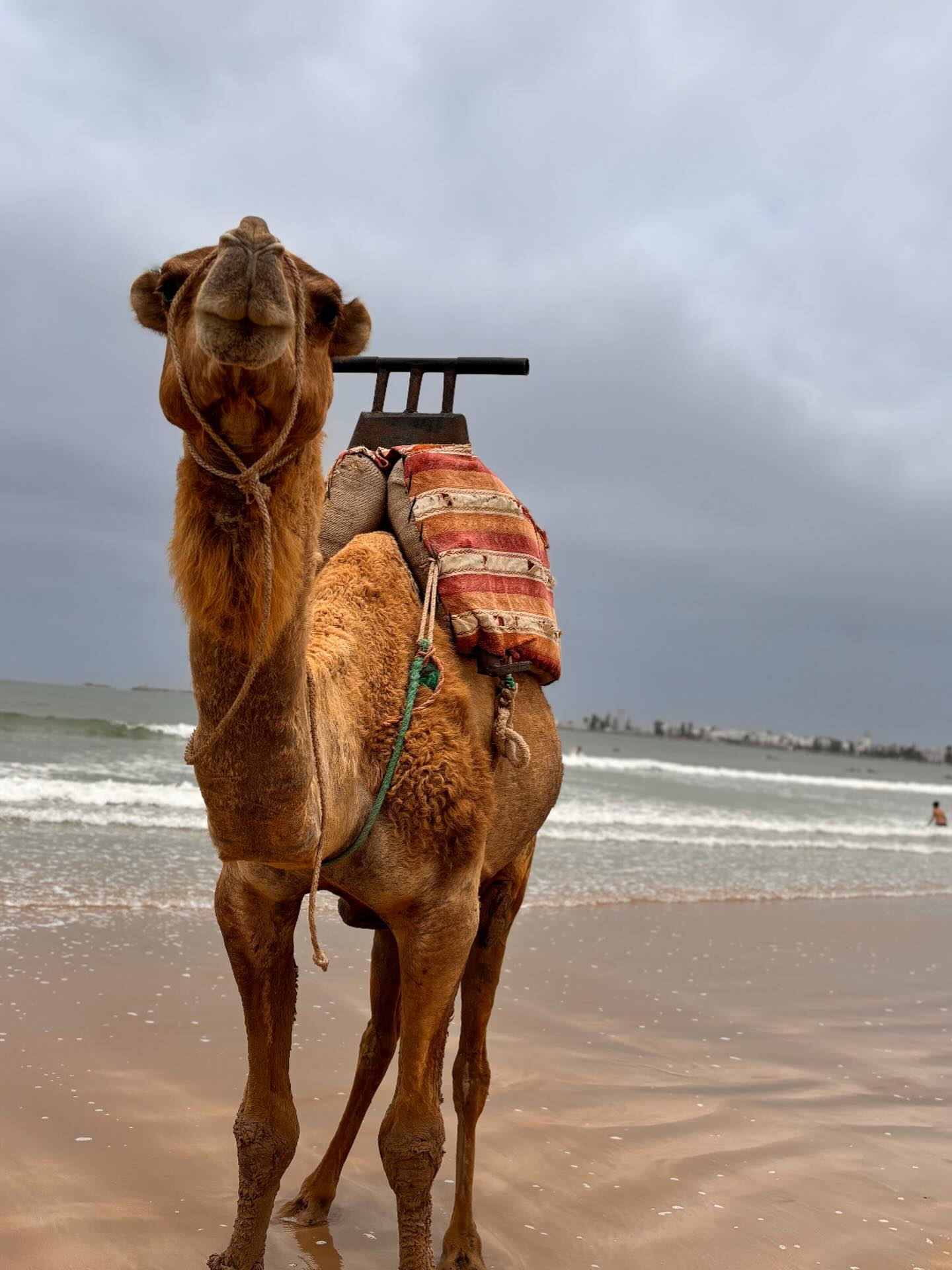 A huge thank you to all our recent clients who have taken the time and effort to write such great reviews about Kaouki Tours. It makes all the hard work worth while when I get to read these wonderful reviews! Thank you 🙏🙏 https://www.tripadvisor.com/Attraction_Review-g304017-d19454074-Reviews-Kaouki_Tours-Merzouga_Draa_Tafilalet.html
