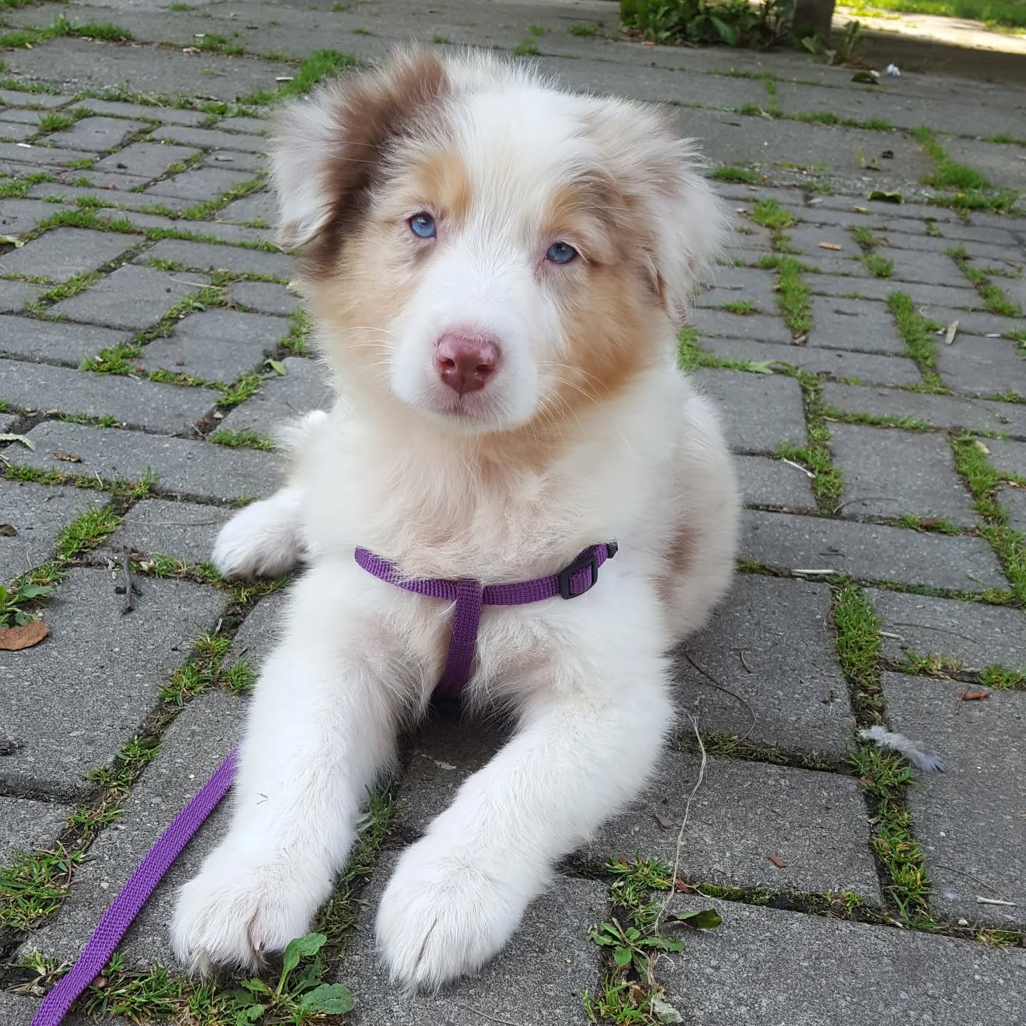 🎉 Happy Birthday, Mala! 🎂🐾
Heute ist ein besonderer Tag, denn unsere Shop-Chefin auf vier Pfoten wird 9 Jahre alt! 🐶💛
Neun Jahre voller Abenteuer, Kuscheleinheiten, Schlammpfoten und unzähligen Spaziergängen 💛
Dabei hat Mala nicht nur unser Herz erobert, sondern war auch der Grundstein für unsere handgefertigten Leinen – ohne sie gäbe es all das hier nicht.
Und was wäre ein Geburtstag ohne Geschenke? 🎁
Deshalb bekommt ihr heute zur feier des Tages 10 % Rabatt auf alles im Onlineshop!
Code: MALA9
Feiert mit uns, gönnt eurem Hund ein neues Lieblingsstück und schickt Mala gern ein paar Geburtstagsgrüße! 🎂💌
Danke, dass ihr Teil unserer Reise seid!
#HappyBirthdayMala #HundeleinenMitLiebe #RabattAktion #HandgemachtFürHunde #Biothane #Tauleinen #GeburtstagsSpecial
#MalaWirdNeun #HappyBirthdayMala #HandgemachtMitLiebe #HundeleinenMitHerz #Geburtstagsaktion #Biothane #Tauleinen #RabattAufAlles #wunschleinen