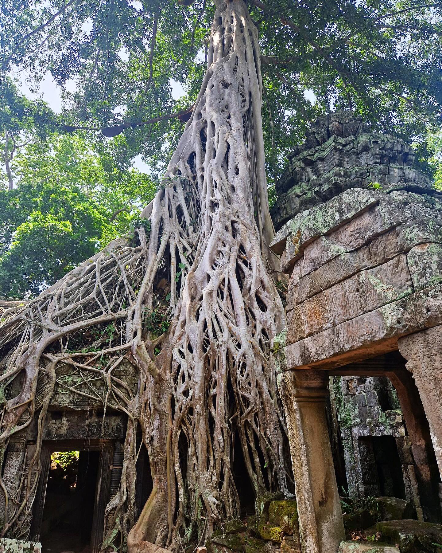 Ta Prohm: Where ancient history is literally consumed by nature.
The towering banyan and silk-cotton trees here started as tiny seeds in the temple’s crevices. Their roots, initially growing as epiphytes, then snaked down to the ground, thickening into the monumental “strangling” formations that both support and slowly dismantle the stone.
This unique, wild beauty was intentionally preserved by archaeologists and, centuries later, became the iconic backdrop for the “Tomb Raider” film with Angelina Jolie. A testament to nature’s power and enduring cinematic appeal!
#taprohmtemple#SiemReap#angkorarchaeologicalpark #TombRaiderMovie#NatureAndHistory#CambodiaTravel#backpackingasia