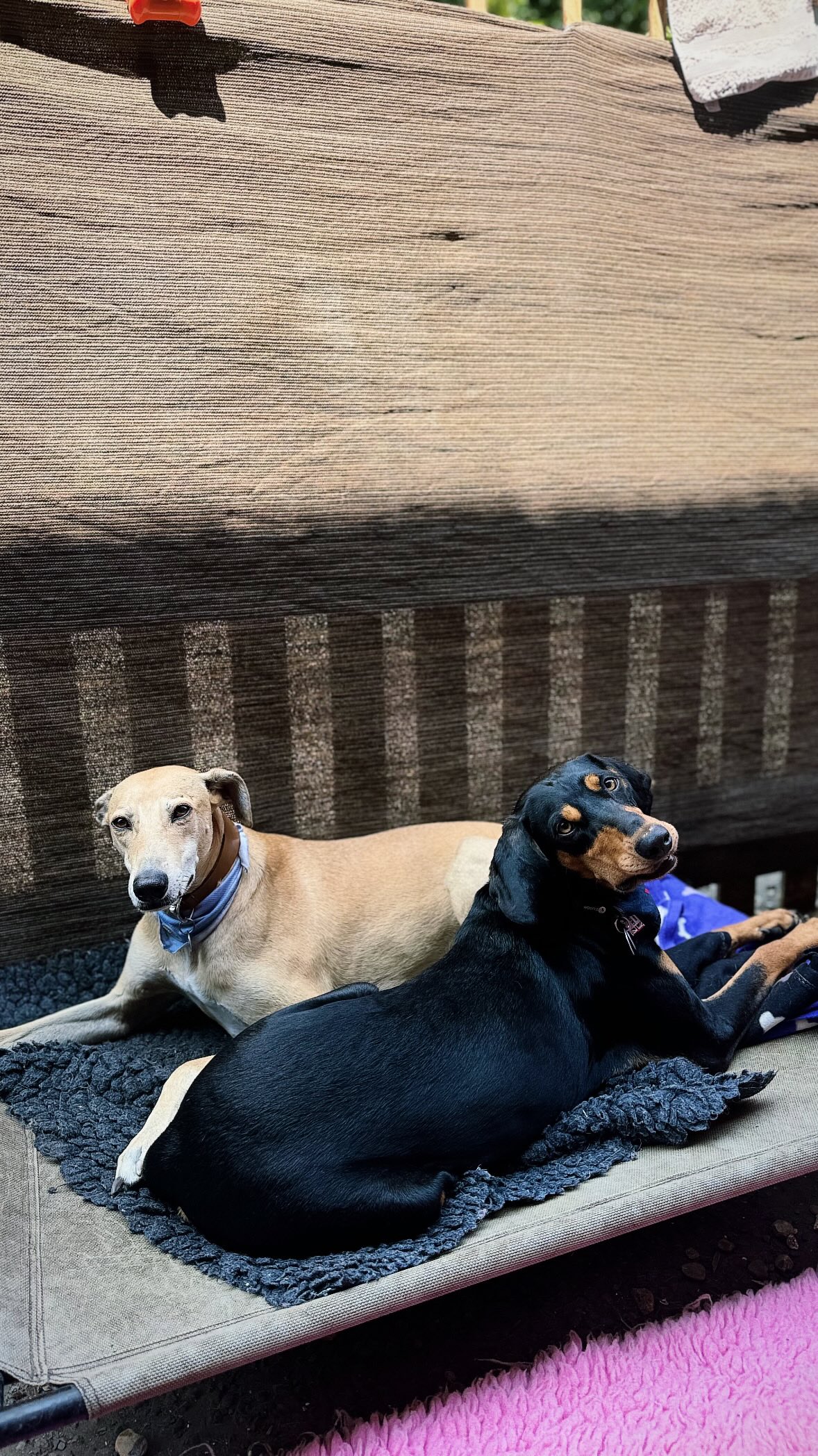 Archie has fur like velvet and is the most polite gentleman. We love having you every Friday 🤍
#greyhound
#lurcher
#whippet
#sighthounds
#softestdogever
#politedog
#gentleman