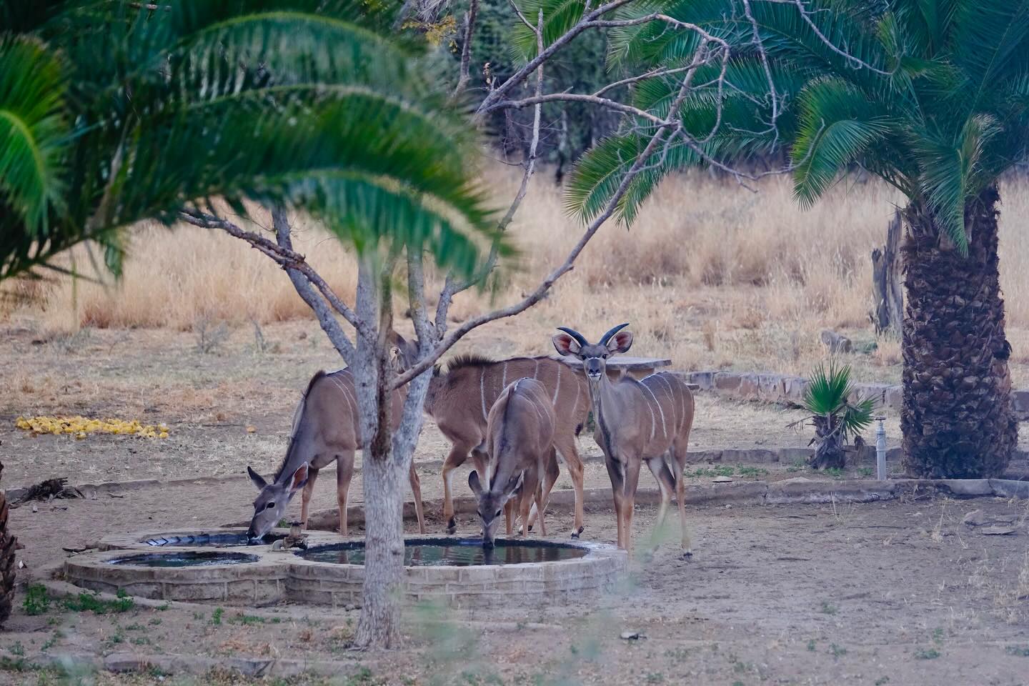 View from the windows of our cottages 🤩
So close to the wildlife and nature.
#namibianguestfarm #namibianlodge #travelnamibia