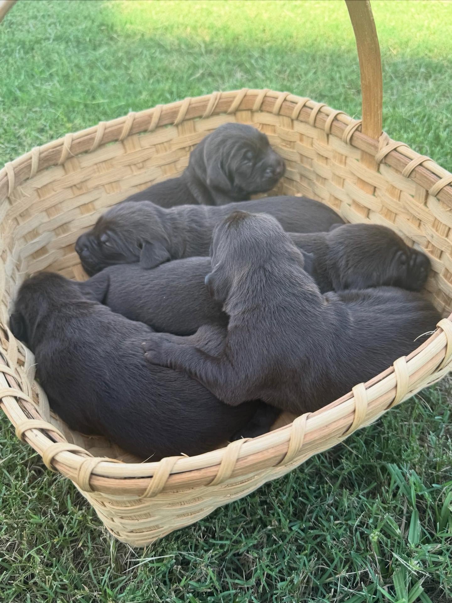 These pups are Pudel Pointers out of a great breeder near Montgomery @pikeroadpointersandkennels.
I have trained both sire and dam and like the way they train. Give Logan a call if you are interested in a great versatile gun dog. +1 (334) 531-2196.