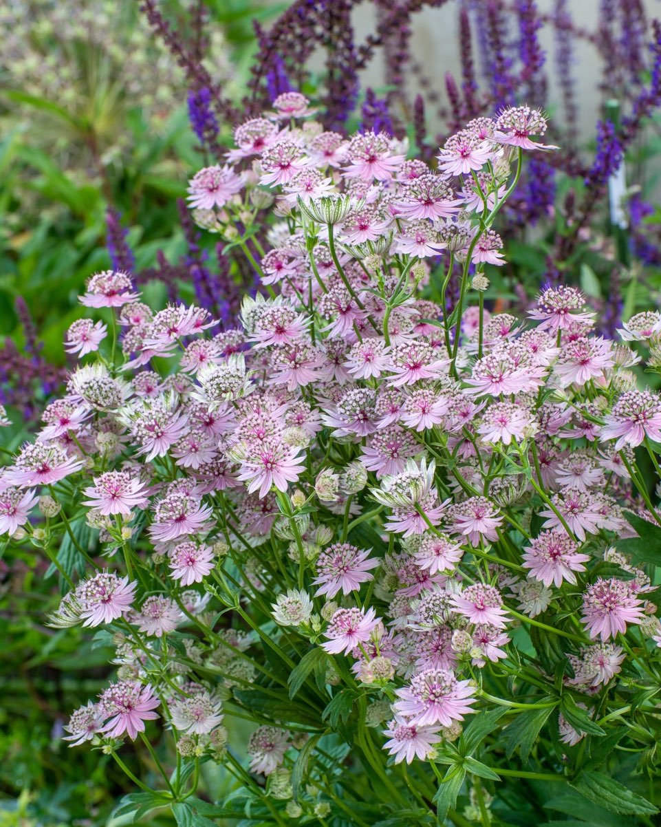 📷 Plant of the Month: Astrantia 'Roma' 💗🌿
A softly romantic and endlessly useful perennial, Astrantia 'Roma' flowers from June to September, adding subtle colour and elegant texture to borders. Thriving in part shade and moist soil, it’s a reliable performer that weaves beautifully through mixed planting and supports pollinators all summer long. A favourite for cutting gardens and a joy to see up close, it’s one of those quiet stars that truly elevates a planting scheme.
🌸 Height: up to 75cm
🌤️ Loves moisture and dappled light
🐝 Bee magnet!
📷Credit: @upwiththelark2
#PlantOfTheMonth #AstrantiaRoma #GardenDesign #PerennialPlanting #PollinatorFriendly #RomanticBorders #CottageGardenStyle #ShadePlanting #BritishGardens #GardenInspiration