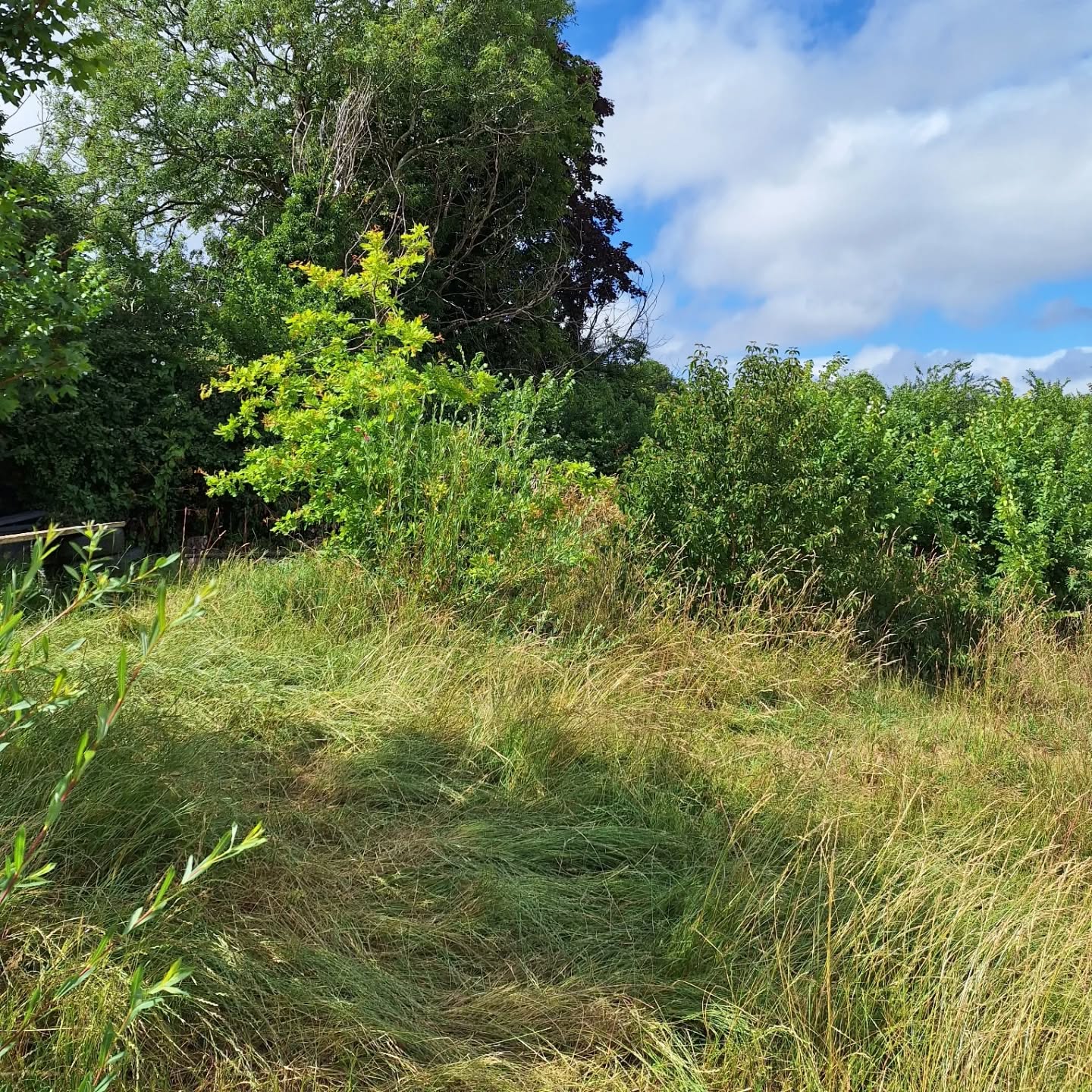 For the final session for Y6 we did a tree count. This is all the trees planted by children (and a few more than humans) over the last 10 years.
When we started this site was an extension of the school field.
Now it has 147 trees!!!!!!!
We have green woodpeckers coming to eat the ants, foxes, frogs, loads of other birds and some feisty crows who rule over the whole lot.
Very proud of this achievement.
Thanks to Gillian Powe, headteacher for saying yes and opening the gate to this happening.
Great legacy for her retirement this summer.
💚
#outdoorlearning #bishoproadschool #treeplanting #treeplantingwithkids