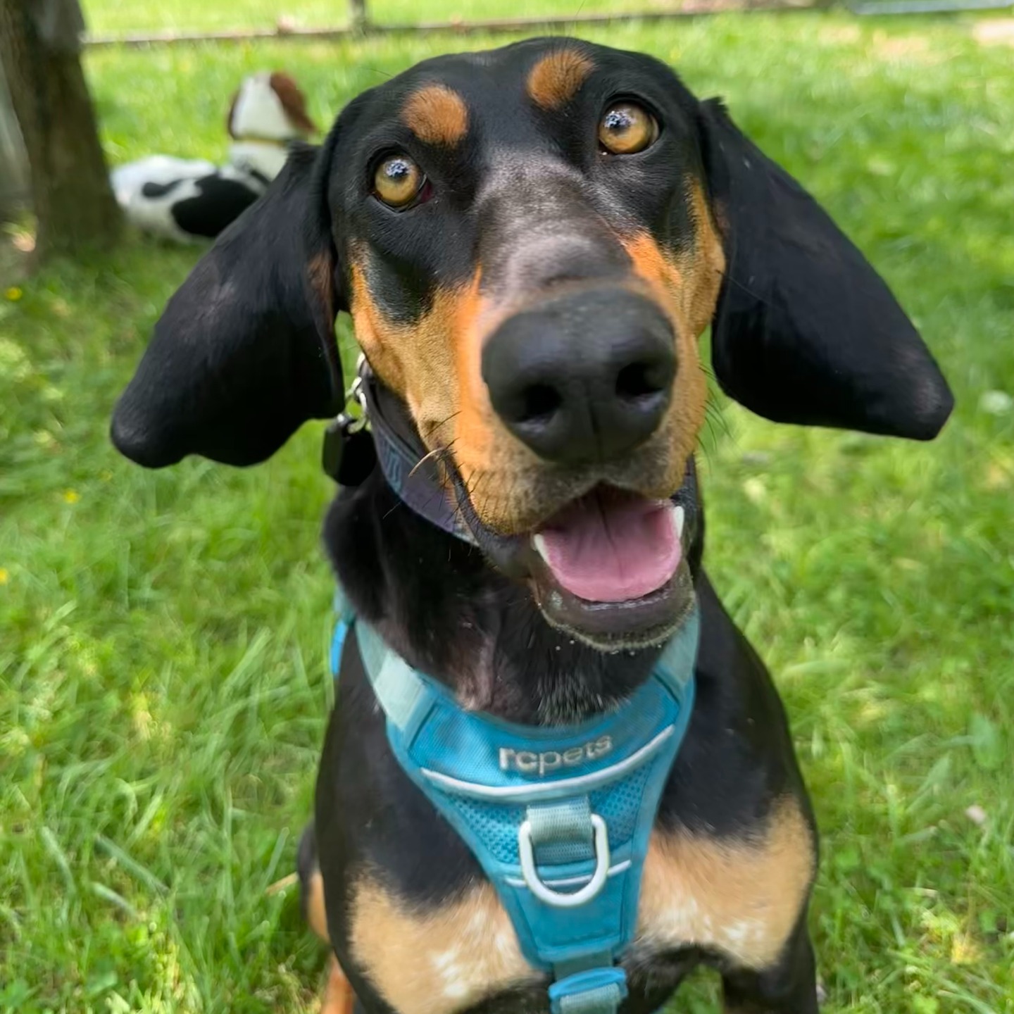 SAY CHHEEEEEESE!!!!!
Bubbles is practicing her best poses because she heard @barkography is going to be our guest the weekend of June 21st! And guess what?! Kim with BARKography is bringing her camera and offering mini sessions at 3B's Inn! We are SO excited.
Here are the details:
Friday June 20, Saturday June 21, Sunday June 22
⠀⠀⠀⠀⠀⠀⠀⠀⠀
1. Book a 1-2 night stay at 3B’s on Friday June 20 and/or Saturday June 21. Included in your booking is a 20 minute photo session with Kim and your 3 favorite photos.
⠀⠀⠀⠀⠀⠀⠀⠀⠀
2. Can’t spend the night but want to book a shoot with @barkography at 3B’s Inn? Sessions are $75 each and include your 3 favorite images. We have some dreamy outdoor areas. Contact Barkography directly for this option.
⠀⠀⠀⠀⠀⠀⠀⠀⠀
3. Want to just come and have fun and not book a photo session? Purchase a “Paw Pass." That's right! Locals have been asking so we're delivering (DOGS STILL REQUIRED). Figured this would be the perfect time to start!
1 hour pass: $15
2 hour pass: $25
3 hour pass: $30
Full day pass: $40 (10am-6pm)
To book the mini session only, contact @barkography. To reserve a room or Paw Pass, visit our website 3bsinn.com.
Please share this post with any of your dog lovin' friends in WNC.
#dogfriendly #travelwithdogs #dogfriendlyhotel #dogsofasheville #dogsofinstagram #dogmom #dogphotography #daytrip #wnc #ilovemydog #roadtripwithdogs #barkography #travelwithdogs #gerton
⠀⠀⠀⠀⠀⠀⠀⠀⠀