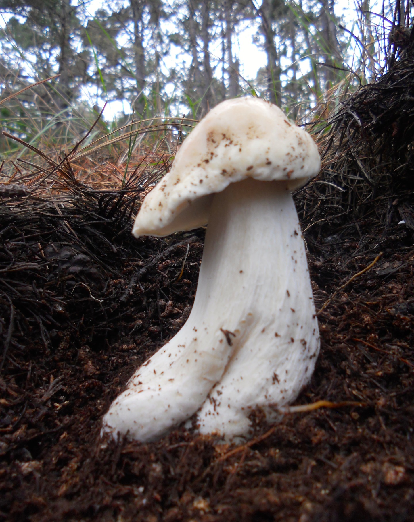 "New Year's Boletus Edulis" by Jonathan O'Bergin
First light is the time to get lucky. Edulis in January?
Date: January 02, 2016
Camera: NIKON COOLPIX S4000
ISO Speed: 160
Exposure: 0.03 sec
Focal Length: 5 mm
Aperture: f/3.2
Flash Used: No
#mushroomphotography