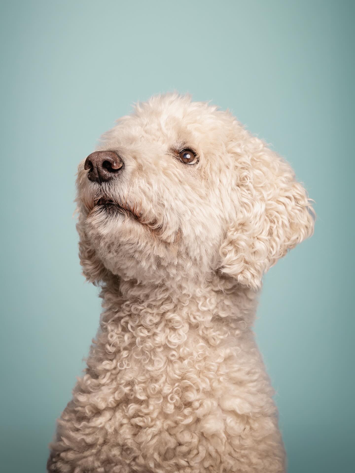 Lichtblauw is toegevoegd aan de achtergrondkleuren🩵
Voor de nieuwe achtergrondkleuren maak ik wat test shots met honden van mensen in mijn omgeving. Noa, de knappe 12,5 jarige poedel van mijn overbuurvrouw was de eerste hond waar ik aan moest denken toen ik deze lichtblauwe kleur in mijn handen had.
Met haar zachte blik is zij een perfecte match met deze zachte kleur 🦋
#hond #poedel #hondenfotograaf #fotografie #studio #lichtblauw