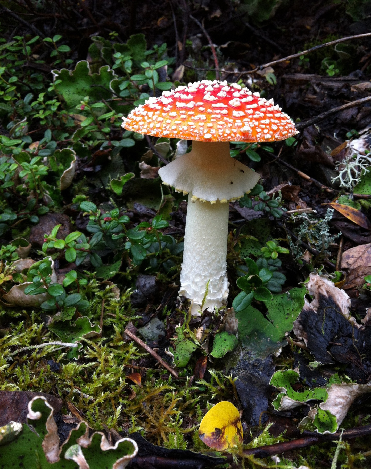 "Amanita muscaria" by Ron Bader
I took this photo in Sterling Alaska while on an FFSC long-distance foray to Bill White's Alaska Sports lodge, on Sept. 1, 2017.
Date: September 01, 2017
Camera: Apple iPhone 4
ISO Speed: 80
Exposure: 0.01 sec
Focal Length: 4 mm
Aperture: f/2.8
Flash Used: No
#mushroomphotography