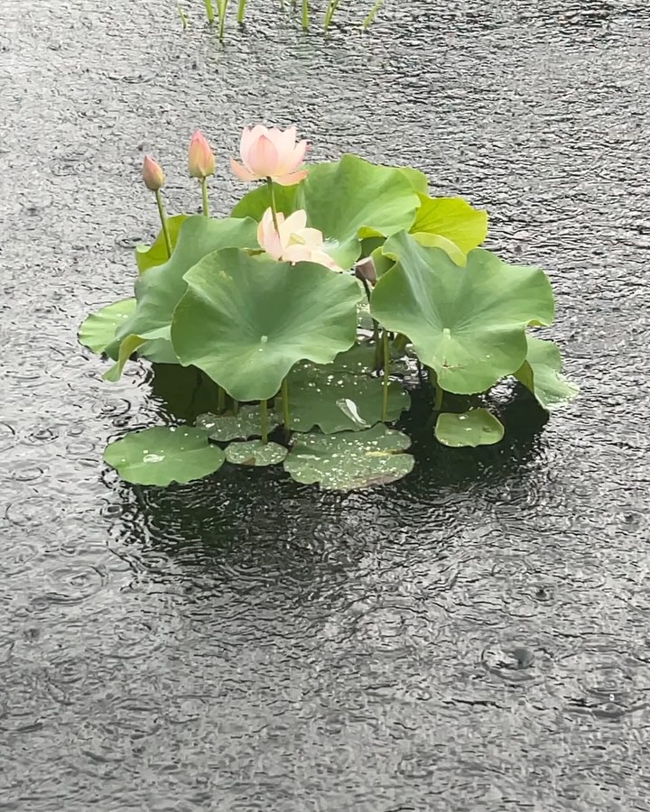 water lily season // moody june // 🪷 favorite emoji 🪷