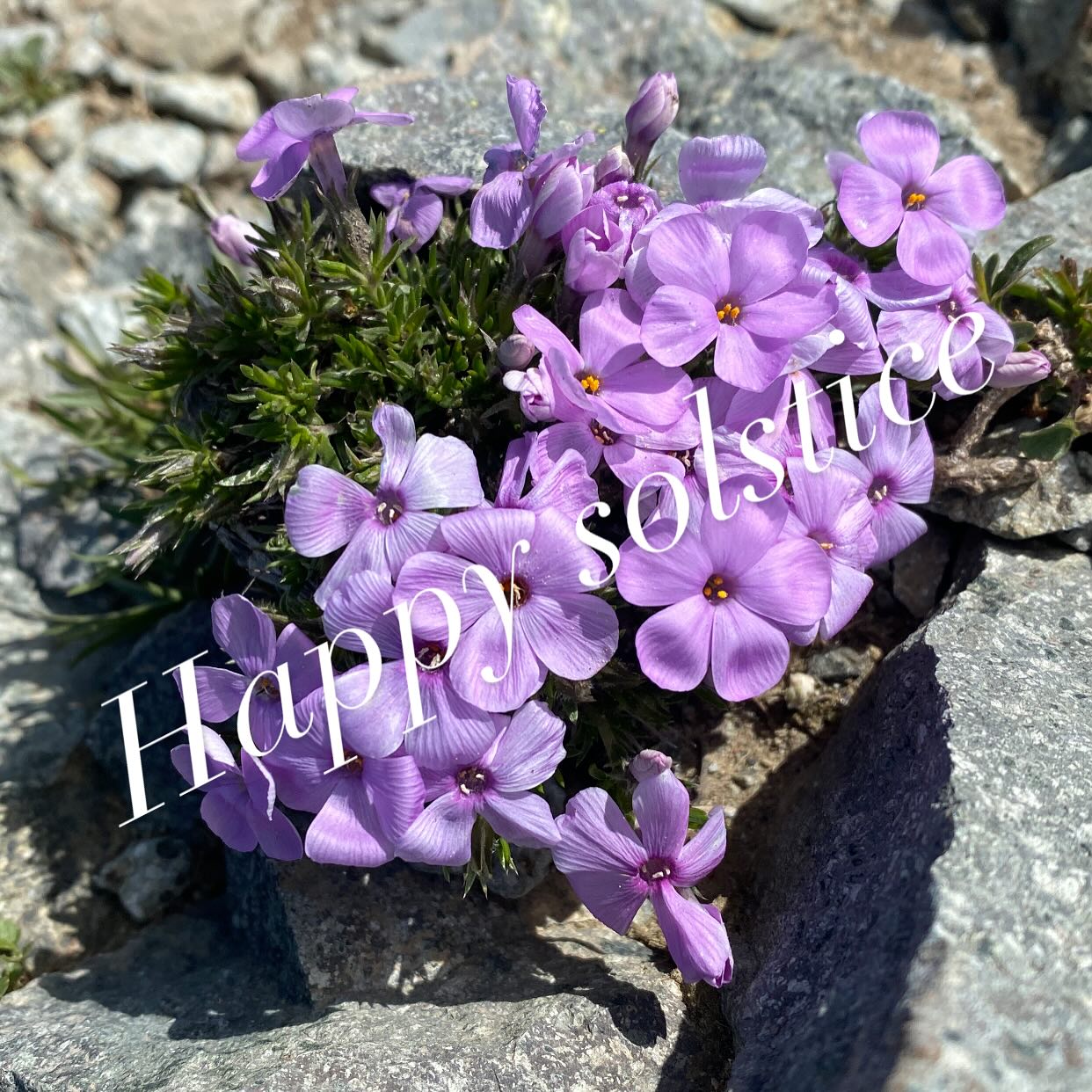 Happy solstice my friends! #sliceofheavenfarm