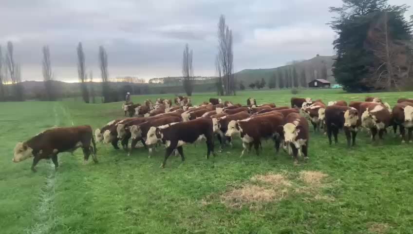 It's getting chilly in the mornings at Riverton, but the sun is still coming out to play through the day,
The bulls are enjoying a fresh feed of grass and fodderbeet each morning