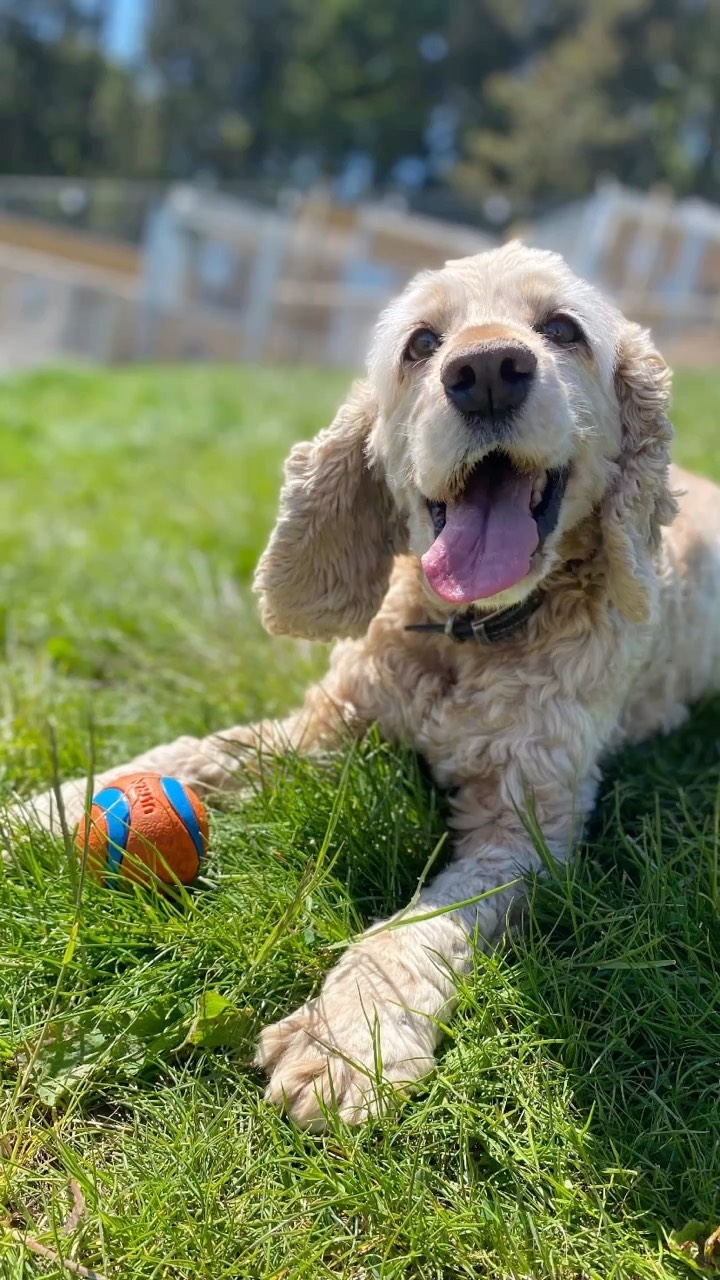 There’s never a dull day with our furry friends! 💚🐾
#dogboardinglife #happypups #northyorkshirelife #waggingtails #furryfriends #homeawayfromhome #yorkshiredogs