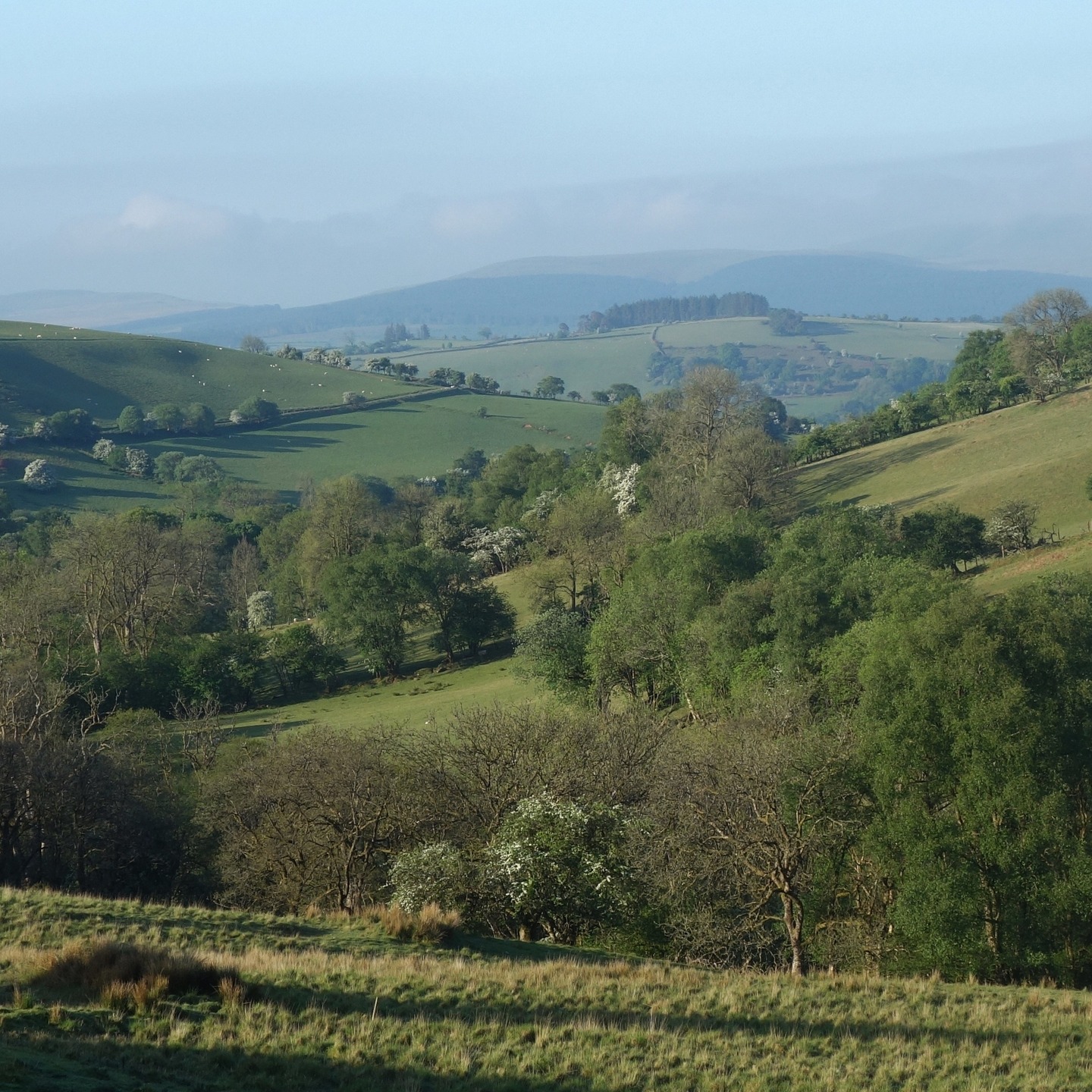 Day 3, and the last, revealed some unexpected twists for me. The Epynt proved to be a challenge with my injury/arthritis, but on this day, it was the heat on the exposed tops of this part of Mid Wales that permeated. I was drinking as fast as I was sweating, and then disaster! There, a stream, "I need to filter water again, I'm thirsty as f..k," I said to myself. Placing my sack down from my soaked back I reached towards my side pocket to retrieve the filter. "Oh, s..t, where's my filter?" I had the rest of the day to go, and it was gone - vanished into the depths of the sweltering Epynt. There was nothing for it, I had to drink out of the streams with a plethora of sheep populating them. It was that or heat stroke. I was in a survival situation with nobody around. So, did I make it without collapsing in the May heat? You'll have to watch day 3 of my adventure. Just copy and paste the title into my YouTube channel WyeExplorer: The Epynt Way, Day 3 - Mad Heat - Losing My Water Filter - Survival Hike & Finish - thanks all it was an awesome trek after 2 years out. Peace. #epynt #epyntway #sennybridge #midwales #midwalesadventures #walkingwales #waleswalking #backpackinguk #backpackingwales #breconbeacons