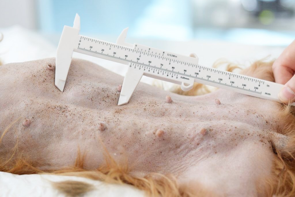 Els tumors mamaris en gosses: detecta’ls a temps! ⚠️
Sabieu que els tumors mamaris són un dels càncers més comuns en gosses, especialment si no estan esterilitzades?
👉 Aproximadament el 50% poden ser malignes, però una detecció precoç pot salvar-li la vida.
🔍 Com detectar-los?
• Palpa regularment la zona de les mames
• Busca bultets o inflamacions, per xicotets que siguen
• Estigues atent a canvis de comportament o secrecions anormals
🩺 Què pots fer?
✅ Visites periòdiques al veterinari
✅ Esterilitzar entre el primer i el segon zel redueix el risc fins a un 90%
✅ No esperes si notes res estrany
✅ El tractament una volta ixen és la cirugía ⚠️
💬 Una revisió pot marcar la diferència. Si tens qualsevol pregunta no dubtes en escriurem 👩🏻⚕️🐶🩵