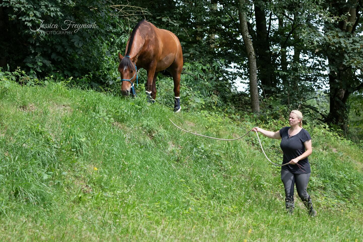 🏔️ Der Hügel – Kraft, Balance & Vertrauen im Extreme Trail! 🐎🔥
🔹 Kann dein Pferd kontrolliert bergauf & bergab gehen?
🔹 Wie sicher bewegt es sich auf unebenem Terrain?
Der Hügel ist eines der natürlichsten & wertvollsten Hindernisse im Extreme Trail, denn es fordert dein Pferd sowohl physisch als auch mental.
Durch die Höhenunterschiede wird die Hinterhandmuskulatur intensiv aktiviert, während dein Pferd lernt, sich bewusst & mit Balance zu bewegen.
✅ Trainiert Kraft & Geschmeidigkeit in der Hinterhand
✅ Fördert die Balance & Stabilität auf wechselndem Terrain
✅ Schult die Koordination & Aufmerksamkeit auf den eigenen Körper
✅ Verbessert die Selbstkontrolle & das Vertrauen in unebenem Gelände
💡 Warum ist der Hügel so wertvoll?
🔹 Bergauf: Stärkt die Hinterhand & fördert die Versammlungsfähigkeit.
🔹 Bergab: Schult das Gleichgewicht & die kontrollierte Gewichtsverlagerung.
🔹 Auf Distanz führen: Verbessert die Kommunikation zwischen Pferd & Mensch.
🔹 Pferd lernt, seinem Körper & dem Menschen zu vertrauen.
📖 Wie du dein Pferd optimal an den Hügel gewöhnst & worauf du achten solltest, erfährst du im neuen Blog!
🔗 Hier geht’s zum Blog: Link in der Bio!
🚨 Nutze die letzte Saison im Extreme Trail Park – sichere dir jetzt dein Training! 🚨
📍 Buche dein Trail-Erlebnis & meistere den Hügel mit Kraft & Präzision!
📸 Teile deine Fortschritte & markiere uns! @proridehorsemanship @trainingszentrumreitvielfalt
#ExtremeTrail #Pferdetraining #Geländetraining #PferdeBalance #VertrauenStärken #Koordination #Hinterhandtraining #Horsemanship #PferdeMut #Trittsicherheit #anjaschwien #proridehorsemanship #trainingszentrumreitvielfalt