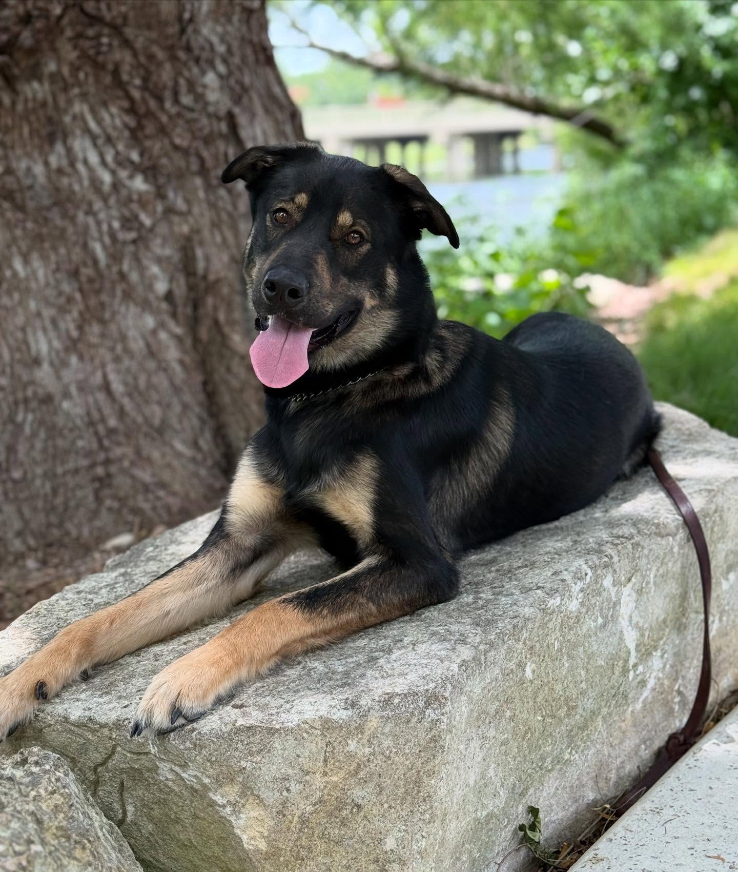 ☀️Arlo’s soaking up the sun here in Boerne, TX before heading home tomorrow! His transformation has been incredible—he’s leaving with a strong foundation and some serious skills!
📞(210) 786-9252
🌐www.xcaliberk9.com