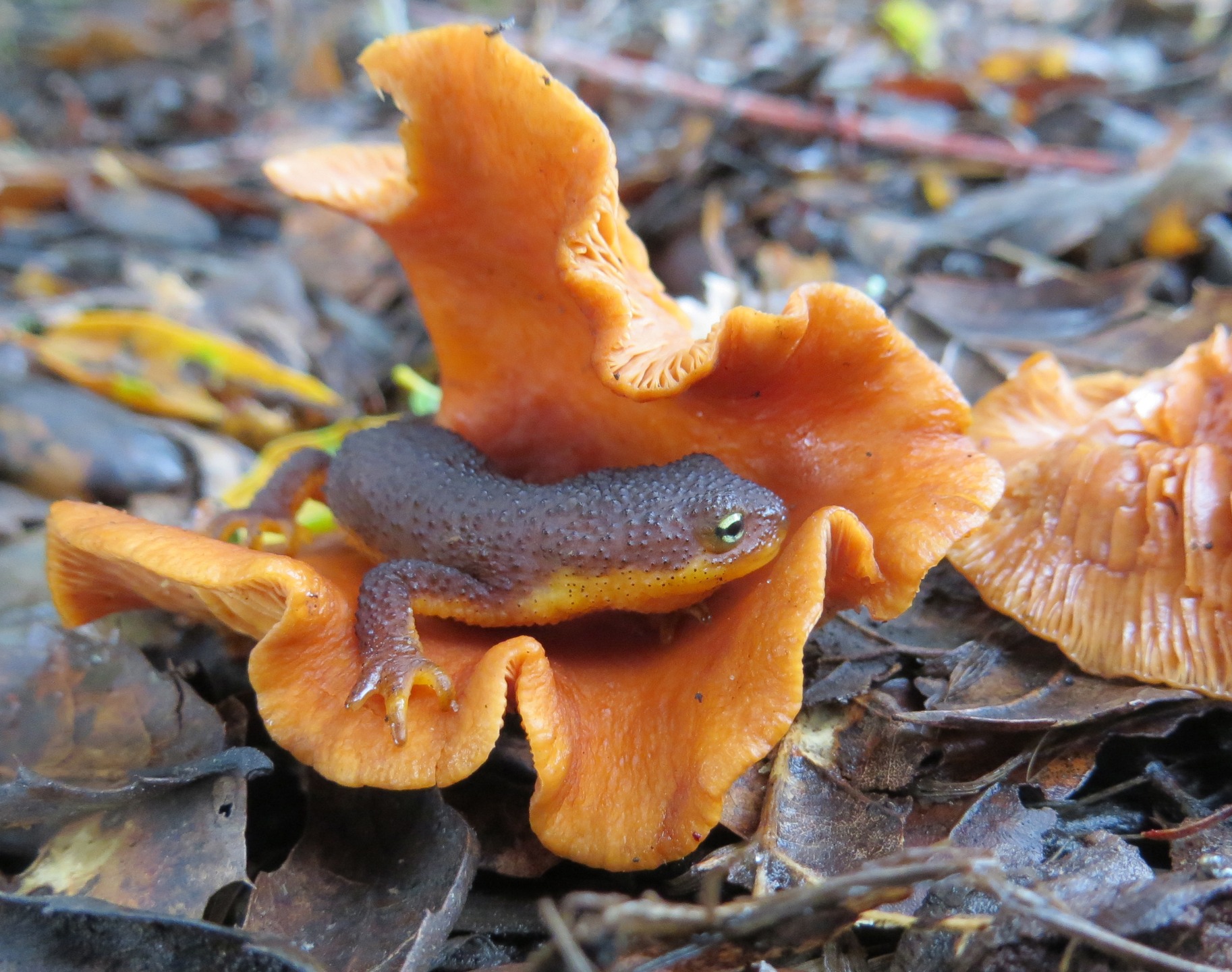 "Candy Cap with Newt" by Linda Maxwell
Thanks for sharing this photo, Linda. We also loved your Newt-Free Candy Cap cookies at the January 2015 Club Meeting!
Date: December 17, 2014
Camera: Canon Canon PowerShot SX260 HS
ISO Speed: 640
Exposure: 0.03 sec
Focal Length: 5 mm
Aperture: f/3.5
Flash Used: No
#mushroomphotography
