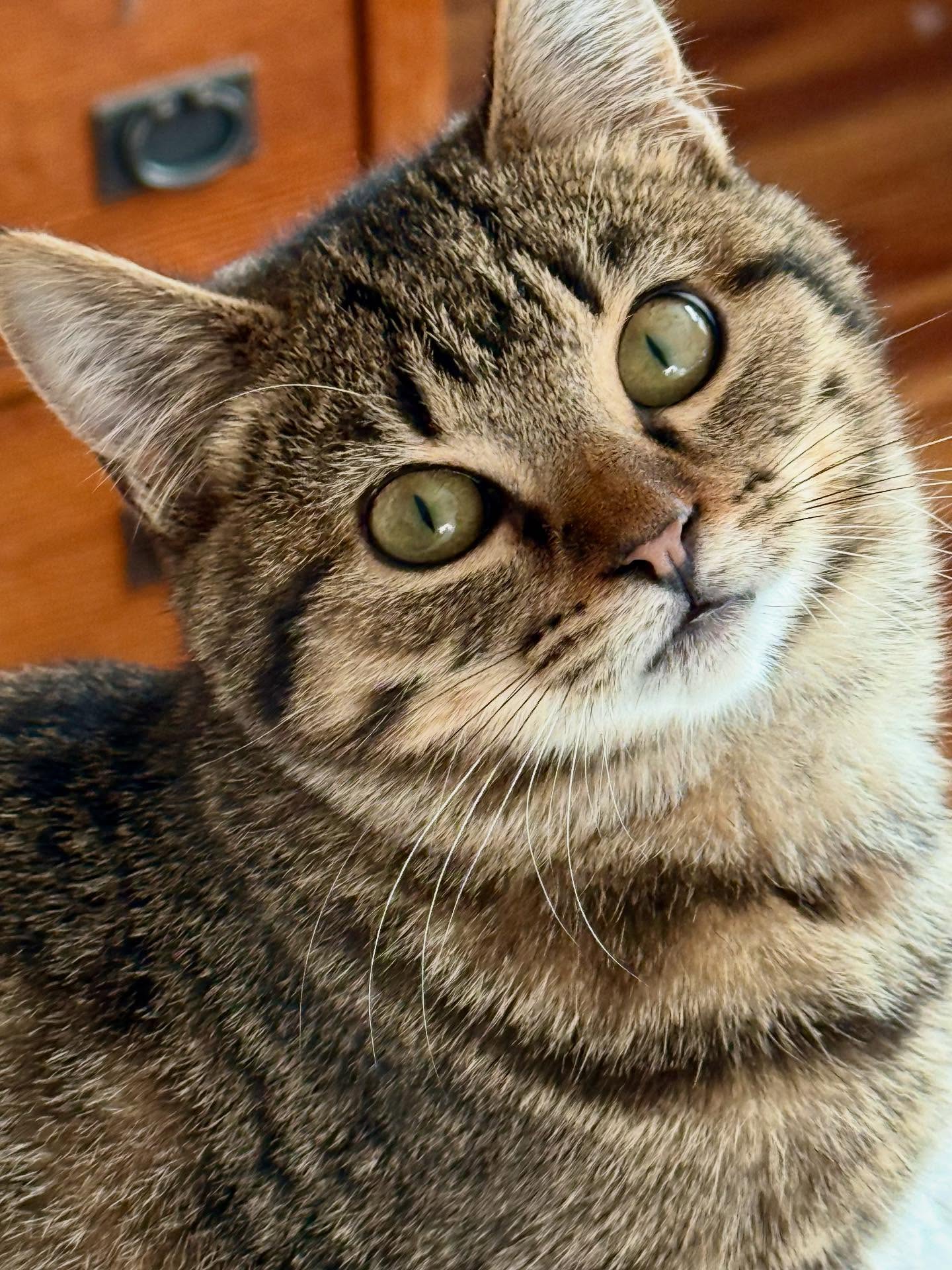 Adoption Event today and tomorrow!!!
At the Lodi Petsmart 260 E Harney Ln
12-4