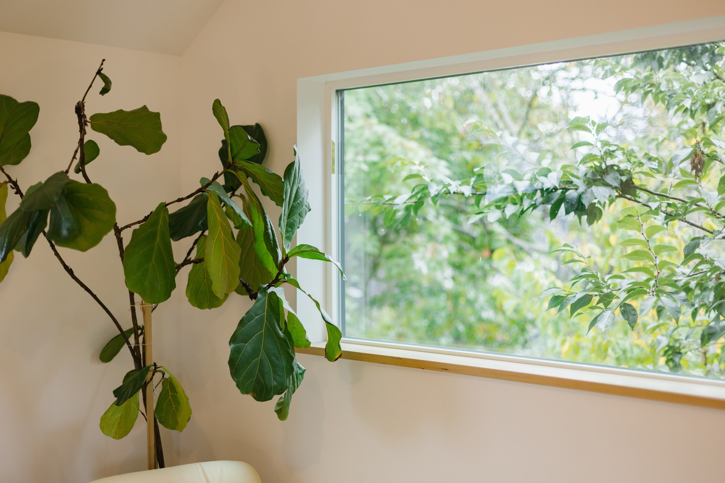 Fun shot from our last project - outside tree reaching for inside tree!
These are triple pane windows from Prime Windows
Also a great photo of our typical nice and clean wood window sill detail.
📷️ @chuan.photo
🔨 @kullthecarpenter
#DADU #ADU #backyardcottage #greenbuilding #sustainablebuilding #buildersofinsta #buildingenvelope #energyefficiency #betterbuilding #lowcarbonbuilding #lowcarbonconstruction #buildingforclimatechange #highperformancebuilding #highperformancehomes