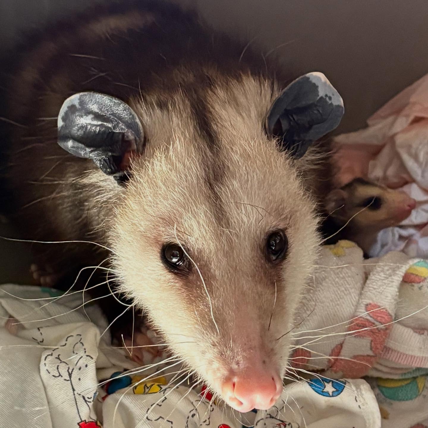 40 OPOSSUMS!
We have released 40 opossums in this last week. Some were groups of orphaned babies that were tube fed until they could eat on their own and some were adult opossums that came in with babies still with them. We are beyond happy to return all these patients back to the wild. Enjoy your freedom wild ones!
#werc #wildlife #southbay #opossums #released