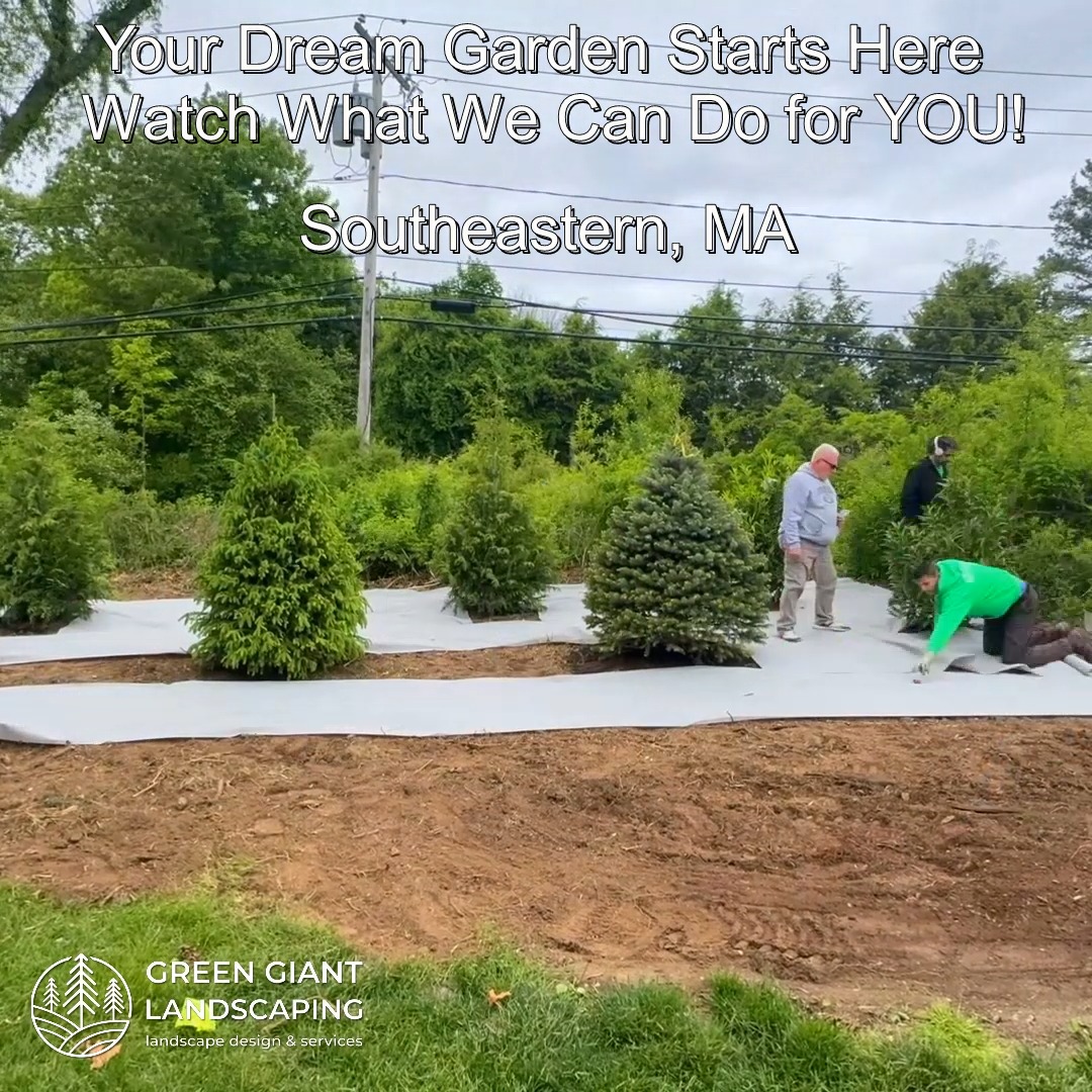 Your Dream Garden Starts Here – Watch What We Can Do for YOU!
2025
Landscaping Southeastern, MA.
Call now for your free quote!
Land clearing
Planting
Weed barrier fabric
Bobcat services
Tree and shrub care
Seasonal cleanups
Old overgrown shrubs removal
Mulch installation
Garden maintenance
Professional Landscape Design.
https://www.greengiantlandscaping.com/post/how-to-restore-an-old-lawn-a-two-year-lawn-transformation
Phone:
+1 413-406-9094
#landscaping #landscapedesign #gardening #gardendesign #landscaper #landscapearchitecture #treeandshrubtrimming #mulch #Massachusetts #southshore #newton #boston #hingham #marshfield #scituate #NewtonMA #scituatema #milton #canton #wellesleyma #SpringCleaning #shrubtrimming #shrubcare #plantingseason #plantingtrees #plantingdesign #gardentransformation #springcleanup #mulching