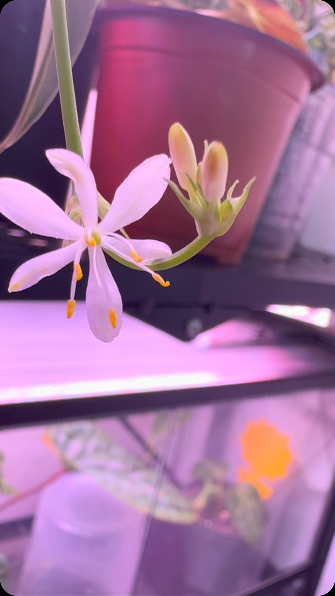 My plant flower #plantslife