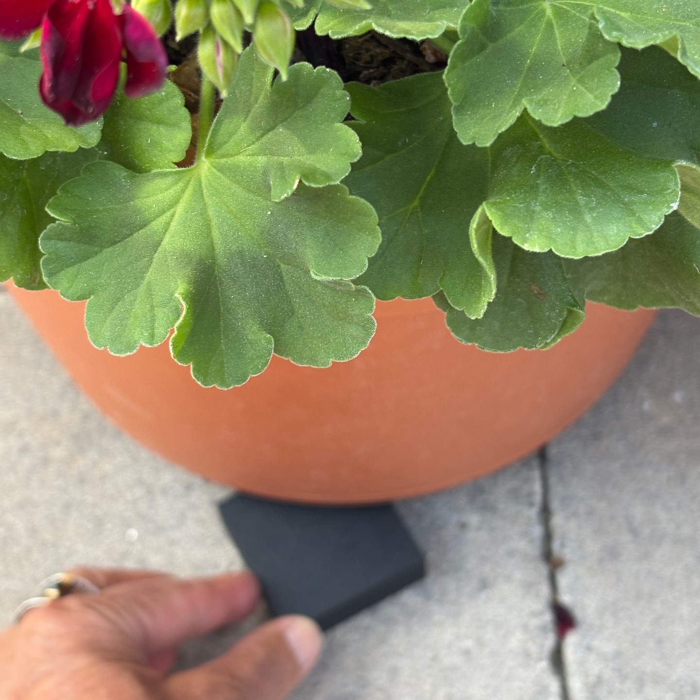 Elevate Your Garden with Potrisers!
Looking for a simple way to keep your outdoor spaces beautiful and your plants thriving? Potrisers are the small but mighty solution!
✔️ Elevates pots for better drainage & airflow
✔️ Prevents water stains & mildew on patios and decks
✔️ Discreet, durable, and easy to use
Perfect for container gardens, large planters, and outdoor statuary, Potrisers help your plants grow healthier while protecting your hardscapes.
Give your garden a lift—shop now at potrisers.com or find us on Amazon!
#Potrisers #ContainerGardening #OutdoorLiving #HealthyPlants #GardenEssentials #SmartGardening