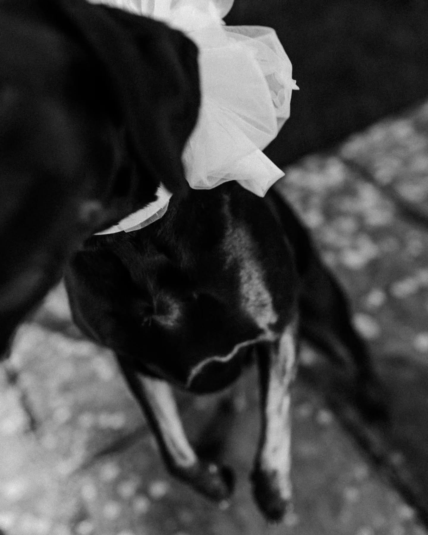 Dogs at weddings - the beautiful reality 😉🖤