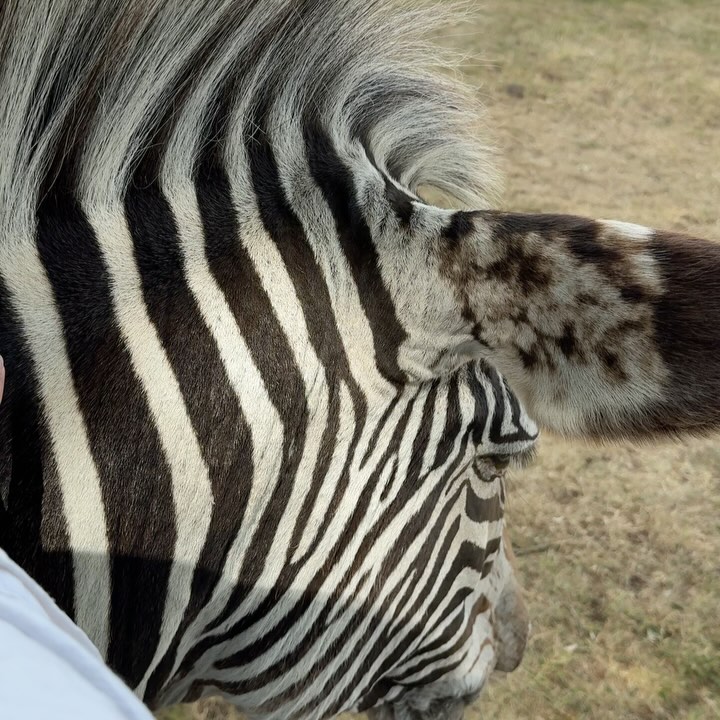 🦓 my new best friend
💇🏻♀️ potentially the best haircut of my life
✨@supriya_lele doing magic
🐅 another new friend
🧺 with the best
🦏 acting like a goose
🌅 my favourite park
🦁 not sure