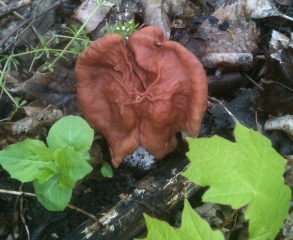"Found a pigs ear in the woods!" by Steve Olejniczak
Steve found this interesting mushroom while out looking for morels in Minnosota and took an iphone picture.
Date found: May 12, 2015
Location: Welch, MN
Elevation: 100 ft elevation roughly
Environment: Mixed hardwood forest
Believed to be a thick footed false morel ("pig's ear")
#mushroomphotography