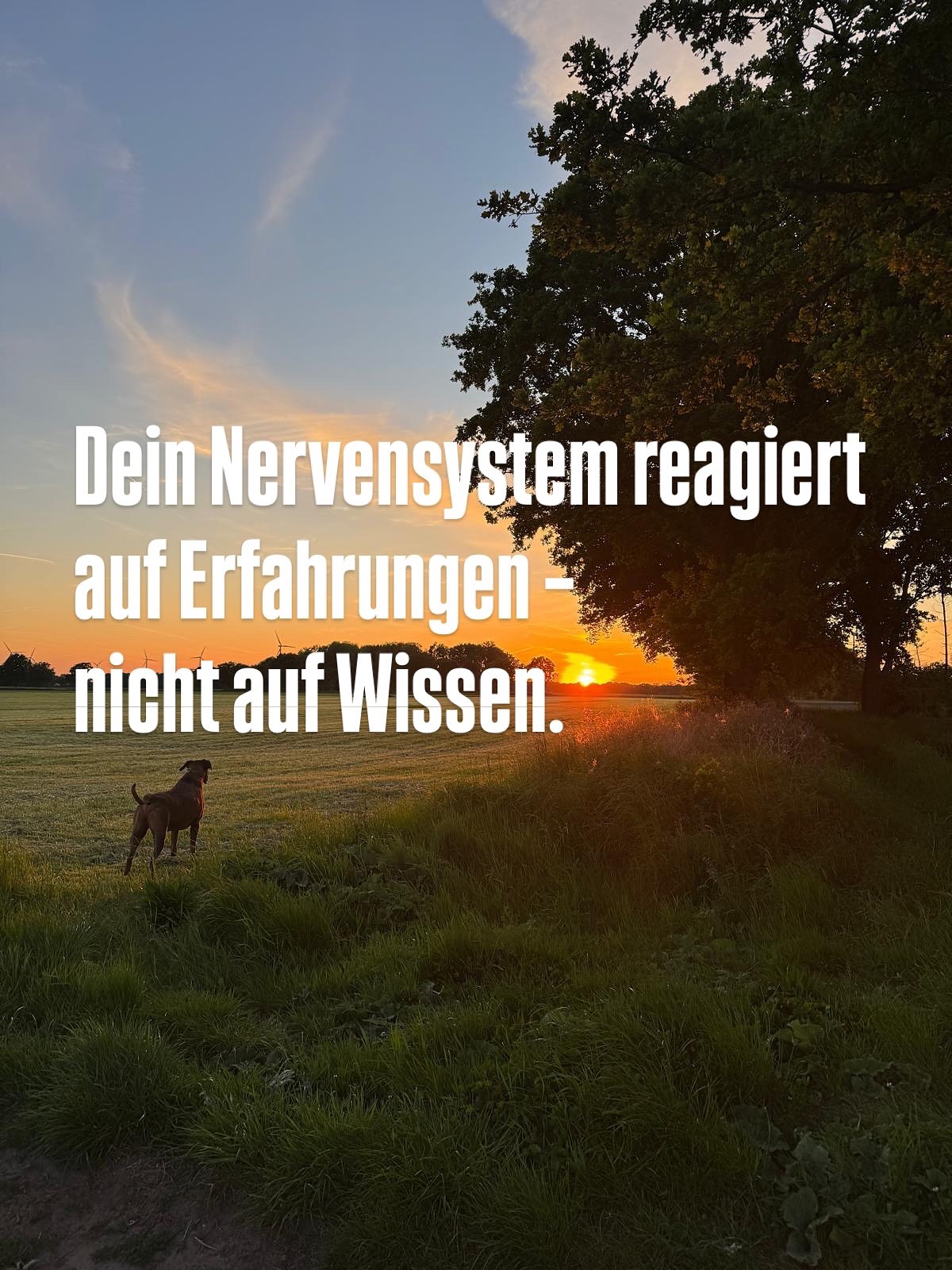Dein Nervensystem vergisst nichts.
Auch wenn du dich nicht erinnerst – dein Körper erinnert sich. 😉
Dein Nervensystem speichert jede Erfahrung, die für dein Überleben bedeutend war. Als Reaktion.
Vielleicht weißt du heute nicht mehr, was passiert ist.
Aber dein System weiß noch genau, wie es war:
Die Spannung in der Brust.
Die Enge im Hals.
Der Impuls, dich klein zu machen.
Oder wegzugehen.
Oder zu kämpfen.
😣
Das Nervensystem speichert keine Worte.
Es speichert Muster.
Und diese Muster beeinflussen dein Erleben –
auch jetzt noch.
🌀 Warum du dich manchmal selbst sabotierst.
🌀 Warum du dich nicht zeigen kannst, obwohl du es willst.
🌀 Warum du ständig „funktionierst“, aber innerlich müde bist.
🌀 Warum du Nähe suchst – und sie gleichzeitig vermeidest.
Es ist eine Schutzleistung deines Systems.❗️
Ein Überlebensmuster, das damals sinnvoll war.
Aber heute nicht mehr zu deinem Leben passt.
Und genau da beginnt Veränderung:
Wenn du dein System nicht mehr bekämpfst –
sondern beginnst, es zu verstehen.
Beata ❤️
Regression-Hypnose
Rückführung
🎯Online & Kevelaer
🇩🇪 & 🇵🇱
Community:
#Nervensystem #Traumaheilung #Körpererinnerung #Regressionshypnose #InneresKind #HeilungdurchVerständnis #Selbstregulation #EmotionalRelease #HolistischeTherapie #Hypnosearbeit #Bewusstseinsarbeit #Embodiment #Selbstverbindung #CoachingundHypnose #Stressregulation #TransformationvonInnen #Selbstheilungskräfte #Rückführung #Traumaintegration #polacywnrw
