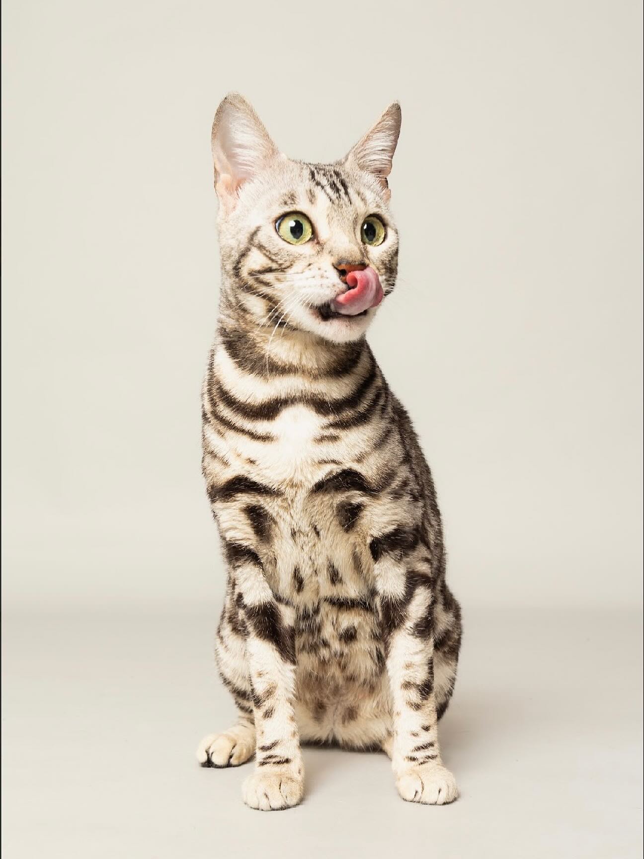#tongueouttuesday 👅
•
•
•
#bengal #bengalcat #bengalkitten #bengalbreeder #tica