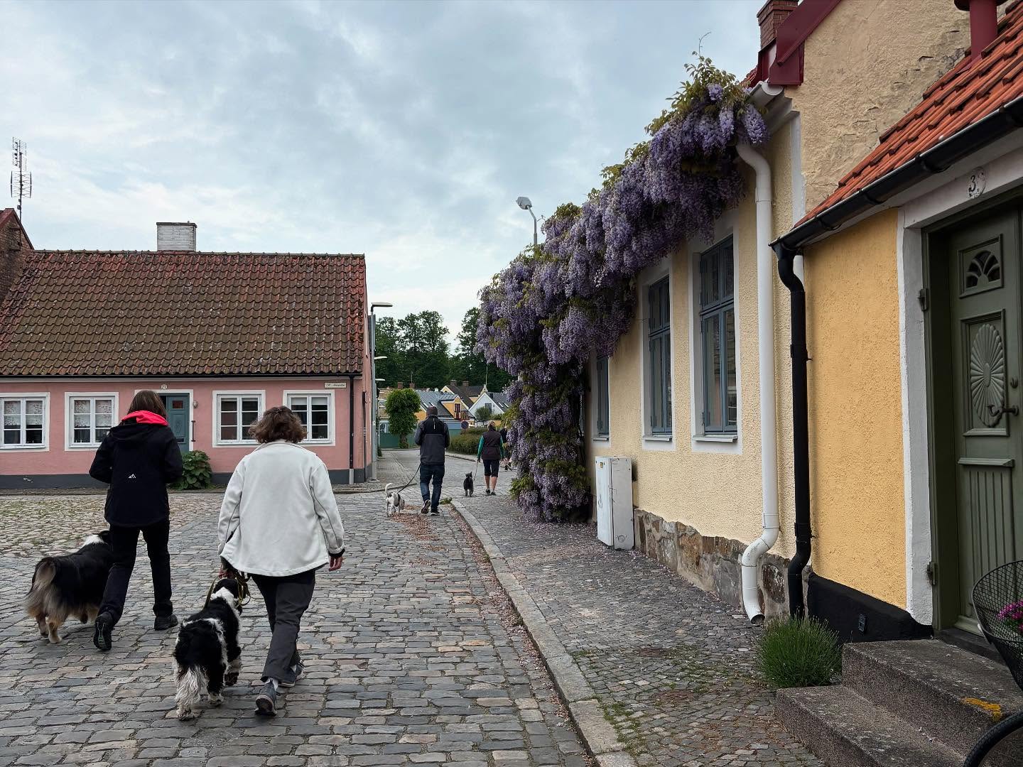 Jaha, det regnar just nu.
Men vem vet vad som händer om 10 minuter eller kl.15 när vi skall gå vår mysiga söndagspromenad.
Vi träffas som vanligt vid Hamnkiosken
Alla ekipage är välkomna
Medlemmar i SimBK hänger med gratis och övriga betalar 25kr/gång eller 10-kort för 200kr
Välkomna
//Yvette 🐾🐾