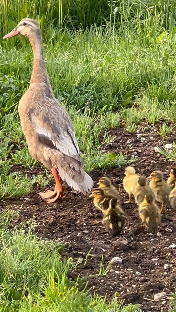 Gestern geschlüpft und heute schon unterwegs!🐣🦆
#biohof #entenküken #nachwuchs