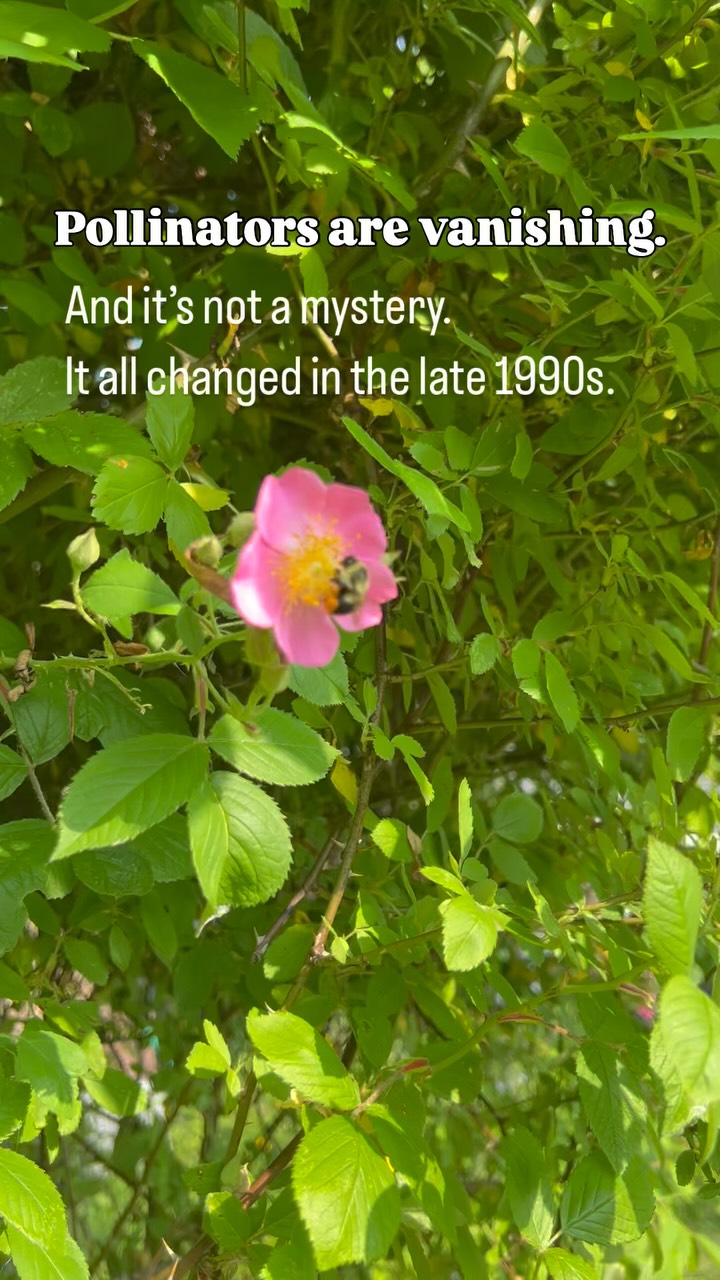 🌱 What Really Happened to the Pollinators?
Pollinators didn’t just start disappearing on their own.
In the late 1990s, the way we farm and manage land changed dramatically.
💥 Genetically modified crops
💥 Widespread herbicide & pesticide use
💥 Systemic insecticides (neonics)
💥 Loss of native habitat
💥 Suburban sprawl & sterile lawns
Since then, we’ve seen a massive, documented decline in butterflies, bees, fireflies, and other insects. It’s happening right now—and it’s no longer just a warning. It’s a crisis.
🟢 Over 860 million stems of milkweed—gone from the Midwest since the late 1990s.
*(Pleasants & Oberhauser, 2013, Insect Conservation and Diversity)
🟢 Neonicotinoids contaminate pollen, nectar, soil, and water—and they persist.
(Goulson, 2013; EPA, 2016)
🟢 Monarchs have declined by over 90%, bees are disappearing, and fireflies are fading.
⸻
This isn’t about banning every tool.
It’s about changing a system that’s become dependent on chemical solutions at the cost of life.
🌱 Plant native.
🛑 Minimize chemical use at home.
🌾 Support regenerative, ecologically sound farming.
Pollinators can recover—but we have to stop what’s hurting them.
👇 Share this if you’re ready to change the conversation.
⸻
#SaveThePollinators #NeonicsKill #RewildYourYard
#PlantNative #RegenerativeFarming #GrowWild
#ChemicalFreeGardening #NatureNeedsYou #PollinatorDecline
#EcoRestoration #BackyardHabitat #RethinkFarming