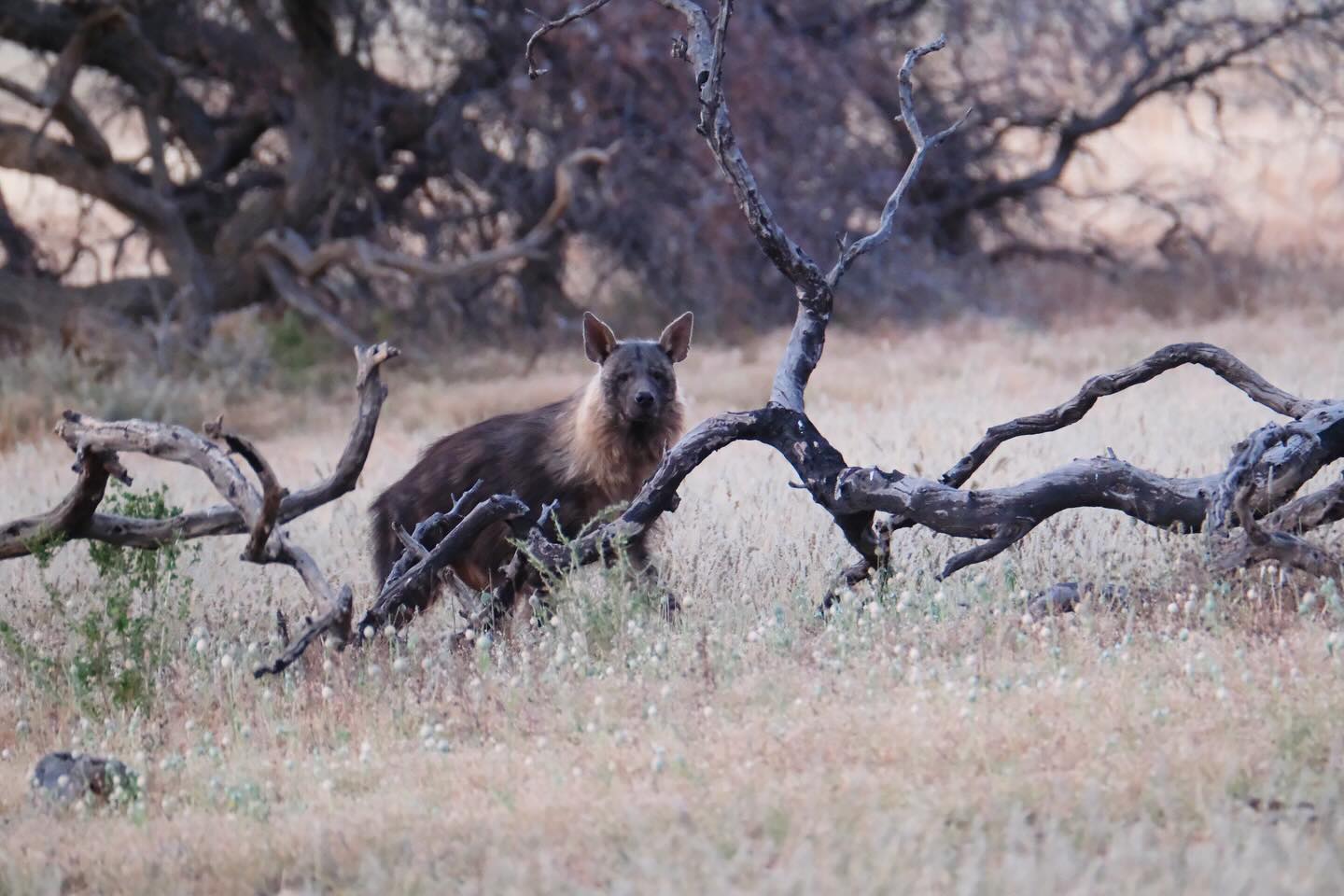 On one of the recent game drives we spotted this amazing animal. Beautiful brown hyena 😍
Chances to see that animal so well and clear are like winning on lottery. Our guests were super lucky 👌
Photo credit @macmagyar
#brownhyena #brownhyenanamibia #animalnamibia #wildlifenamibia #wildlifelovers #africananimals #gamefarm #volounteerproject