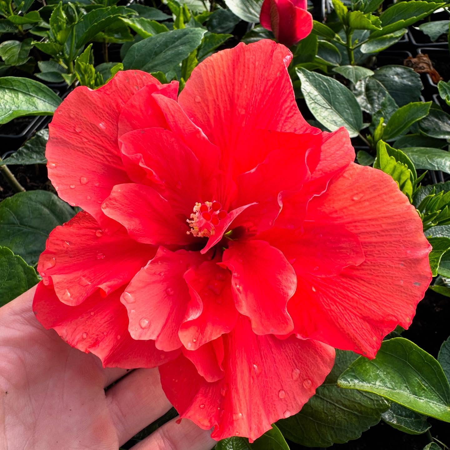 Our #rhswisley and #rhshydehall plants growing nicely ready for the shows in a couple of months time! #hibiscusflowers🌺 #hibiscus #plantsmakepeoplehappy #plantsplantsplants #tropicalgardening #flowers #plantsofinsta