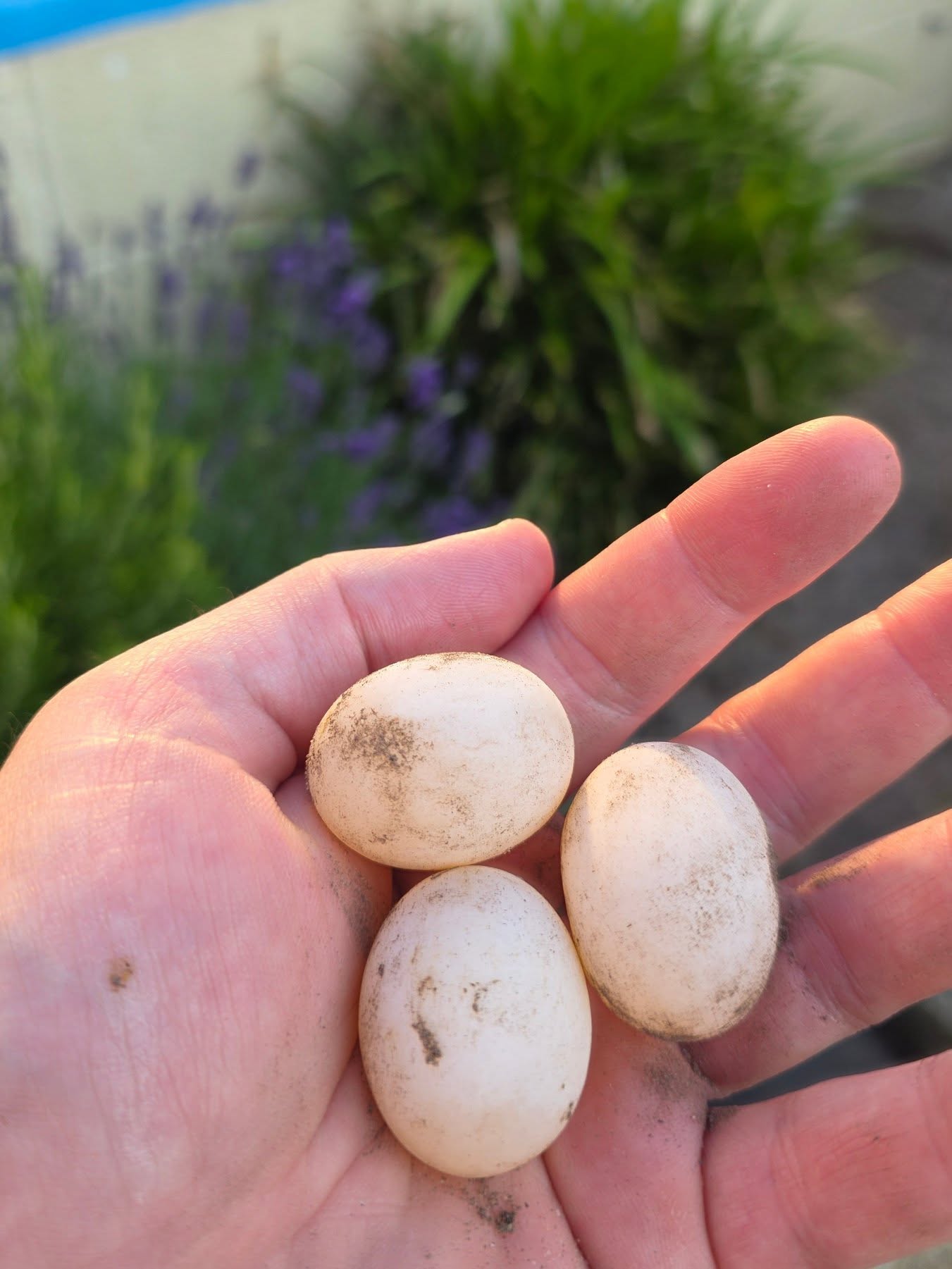 More hermanni hermanni eggs.
#captivebreeding #hermannihermanni #testudo #midlandtortoise #tortoise #Tortoise #tortoisekeeper #tortoiseofig #tortoiseofinstagram #tortstgram #tortoiselife #reptilesofinsta #reptilesofig #repstagram #pets #reptile #schildkröte