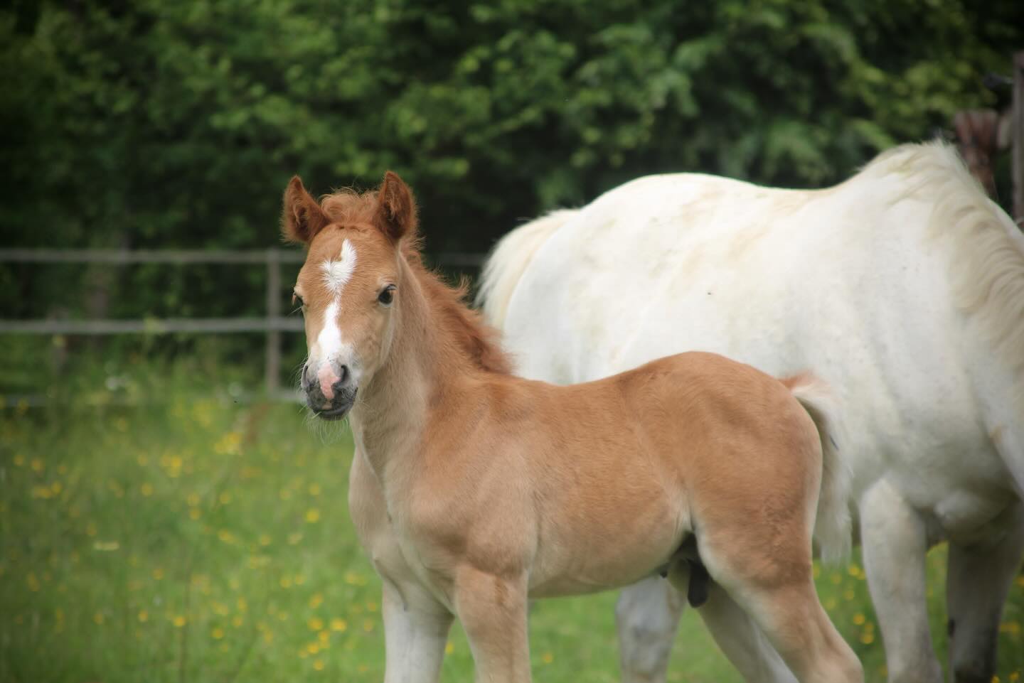 Popstar de JIMA par FOLY STAR DE FLORYS (VERYSTAR KERVEYER X MEEPING CHA DE FLORYS) et COELENHAGE’S BLUEANNA. 🤩
Ce petit bonhomme est désormais disponible à la réservation ! ✨
#avendre #poneyavendre #pony #equine #calvados
#equestrian #horselove #horseoftheday #elevage #co
#horsejumping #cheval #horsesalefrance #jumpinghorse #cce #dressagehorse #sale #annonce #equitation #ecurie #poneydesport