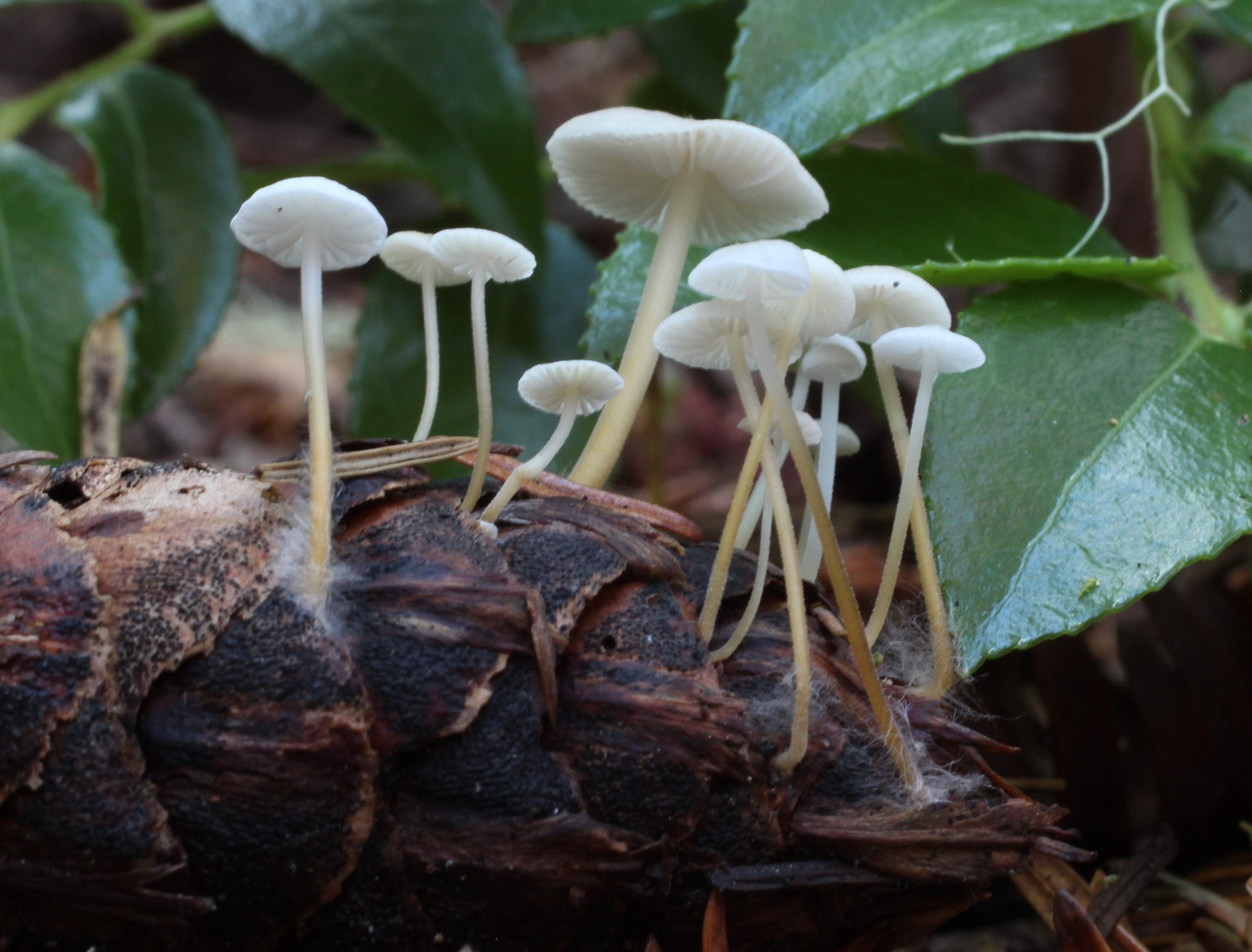 "Strobilurus trullisatus" by Hugh Smith
Strobilurus trullisatus forms colonies on old Douglas fir cones. Thank you Hugh for this lovely photograph!
#mushroomphotography