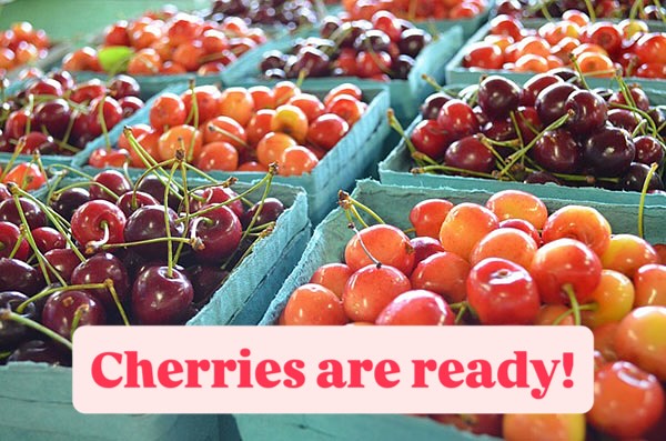 Cherries are ripe and ready for picking! Open daily from 10-6 and we are at the cherry festival too! Strawberries are pretty much done, you may be able to find a few. Peak cherry ripeness will be mid-July.
