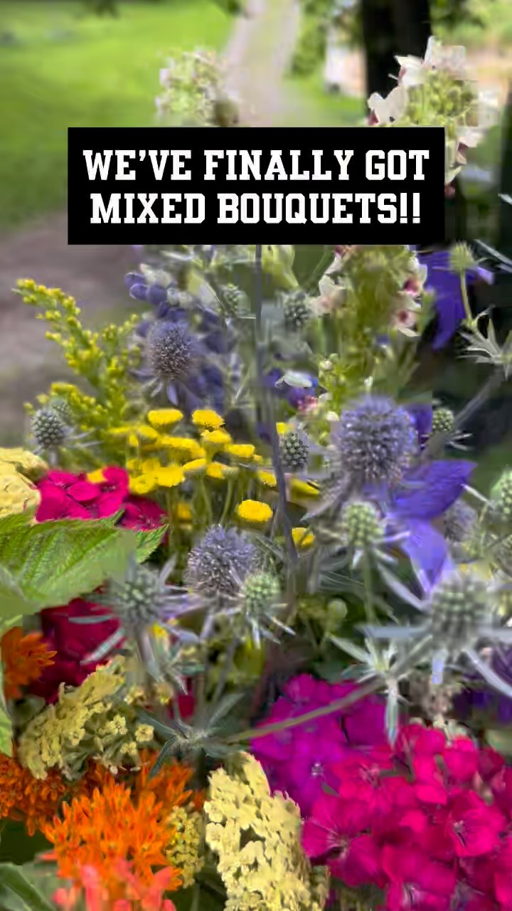 We’ve finally got enough types of flowers to do mixed bouquets again. Between staffing shortages at the end of the week and several key crop failures this spring, we’ve not had enough types of flowers to make them. But we’ll have them this weekend at both the Clarke County Farmers Market and old Town Alexandria Farmers Market. #clarkevafarmmkt #walkingwindfarmandflorist #oldtownalexandriafarmersmarket #berryvilleva #clarkecountyva #oldtownalexandria